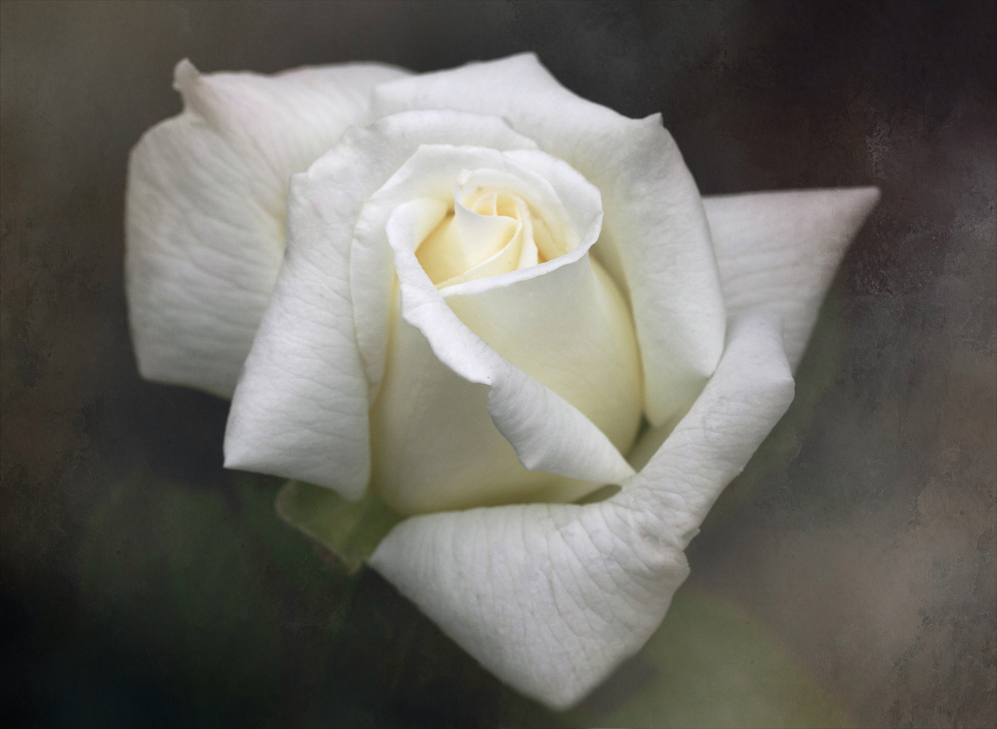 Canon EF-S 60mm F2.8 Macro USM sample photo. Honor photography