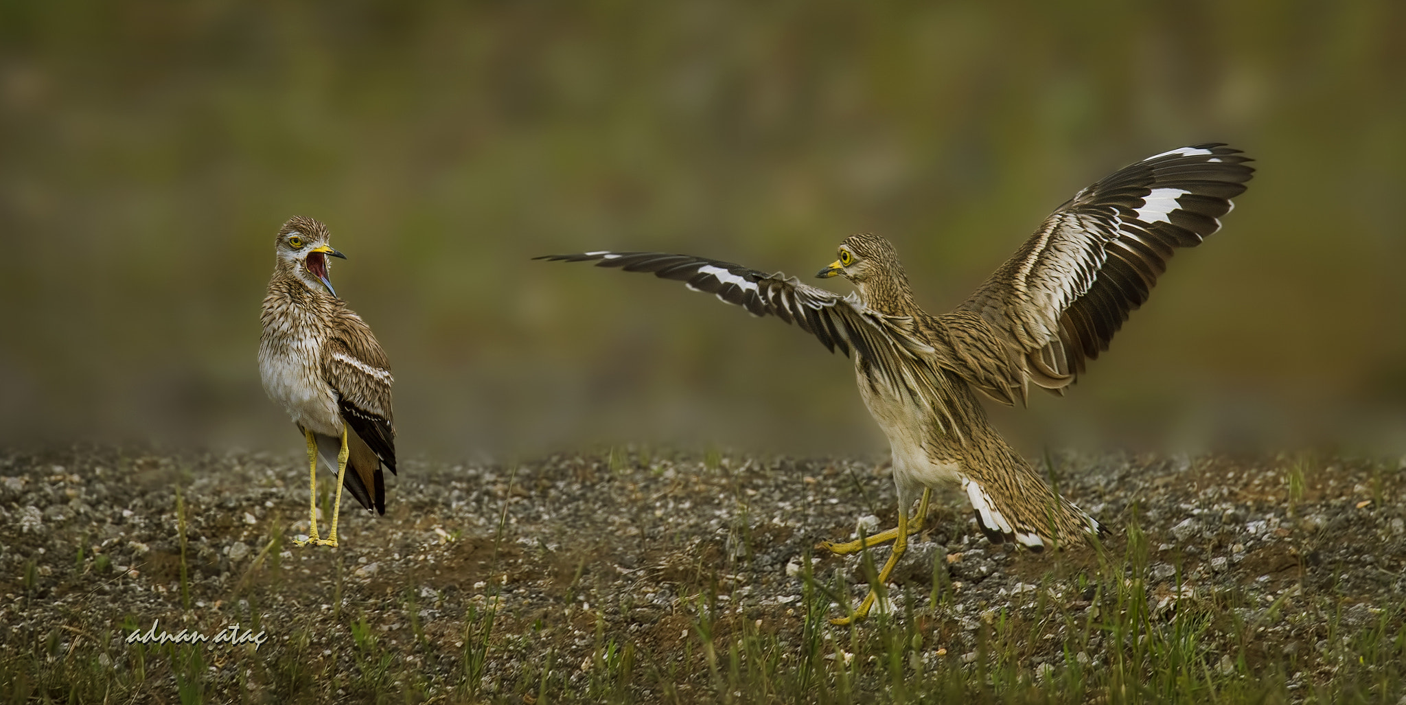 Sigma 150-600mm F5-6.3 DG OS HSM | S sample photo. Kocagöz - burhinus oedicnemus - eurasian stone curlew photography