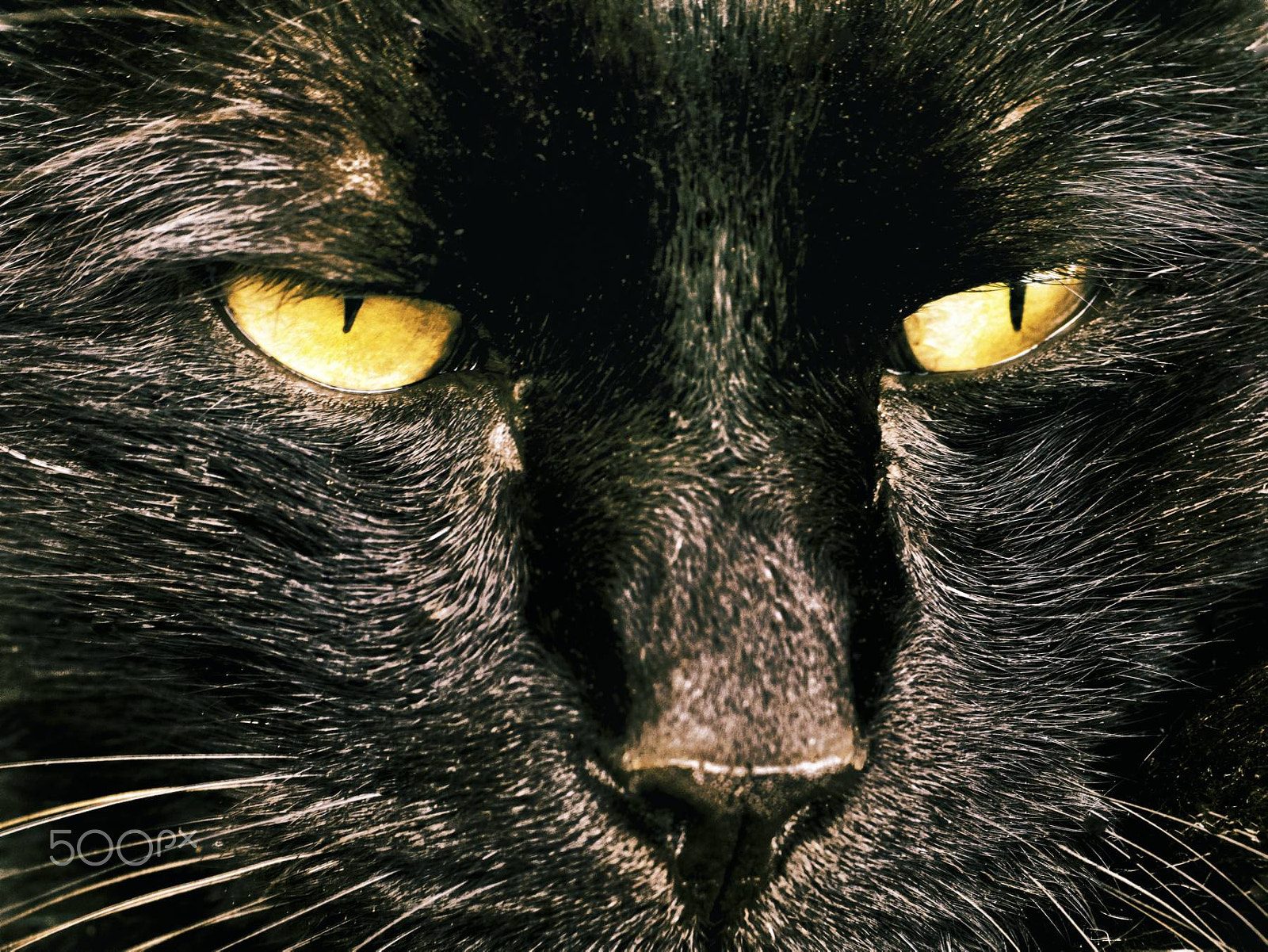 Panasonic Leica DG Macro-Elmarit 45mm F2.8 ASPH OIS sample photo. Tomcat bruce photography