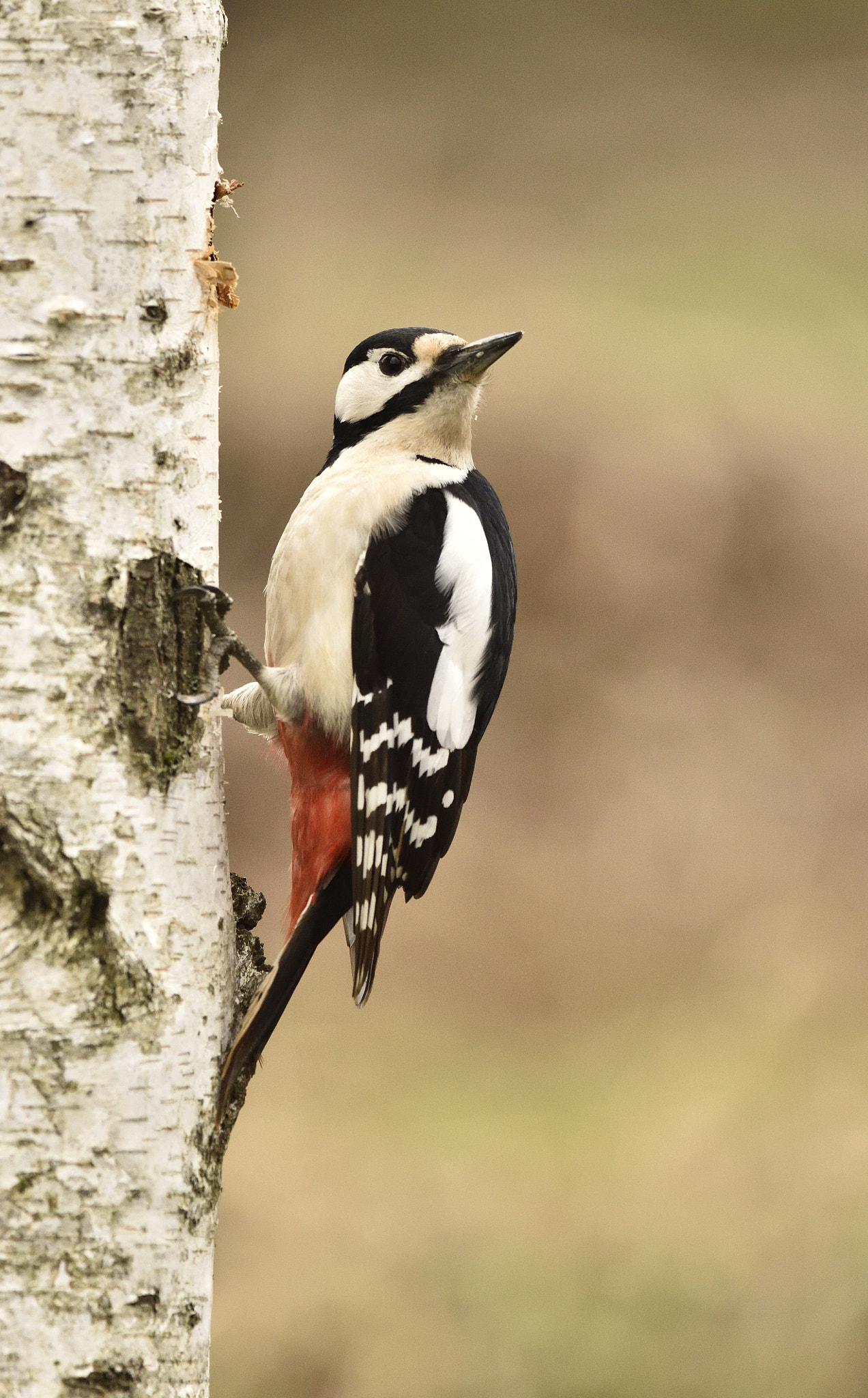 Nikon D7200 + Nikon AF-S Nikkor 300mm F4D ED-IF sample photo. Great spotted woodpecker. photography