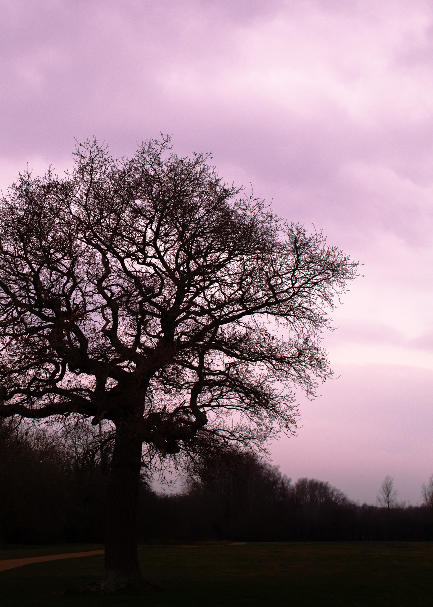 Canon EOS 5DS R sample photo. Pink sunset. photography