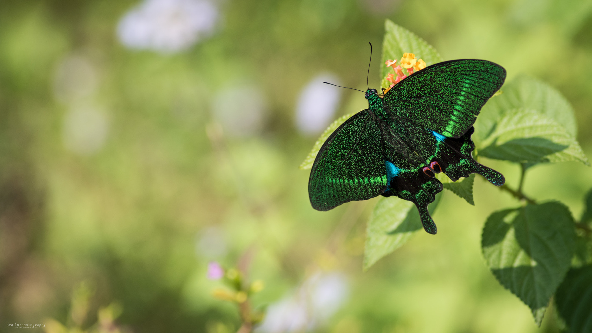 Nikon D810 + Nikon AF Nikkor 180mm F2.8D ED-IF sample photo. Hong kong butterfly park photography