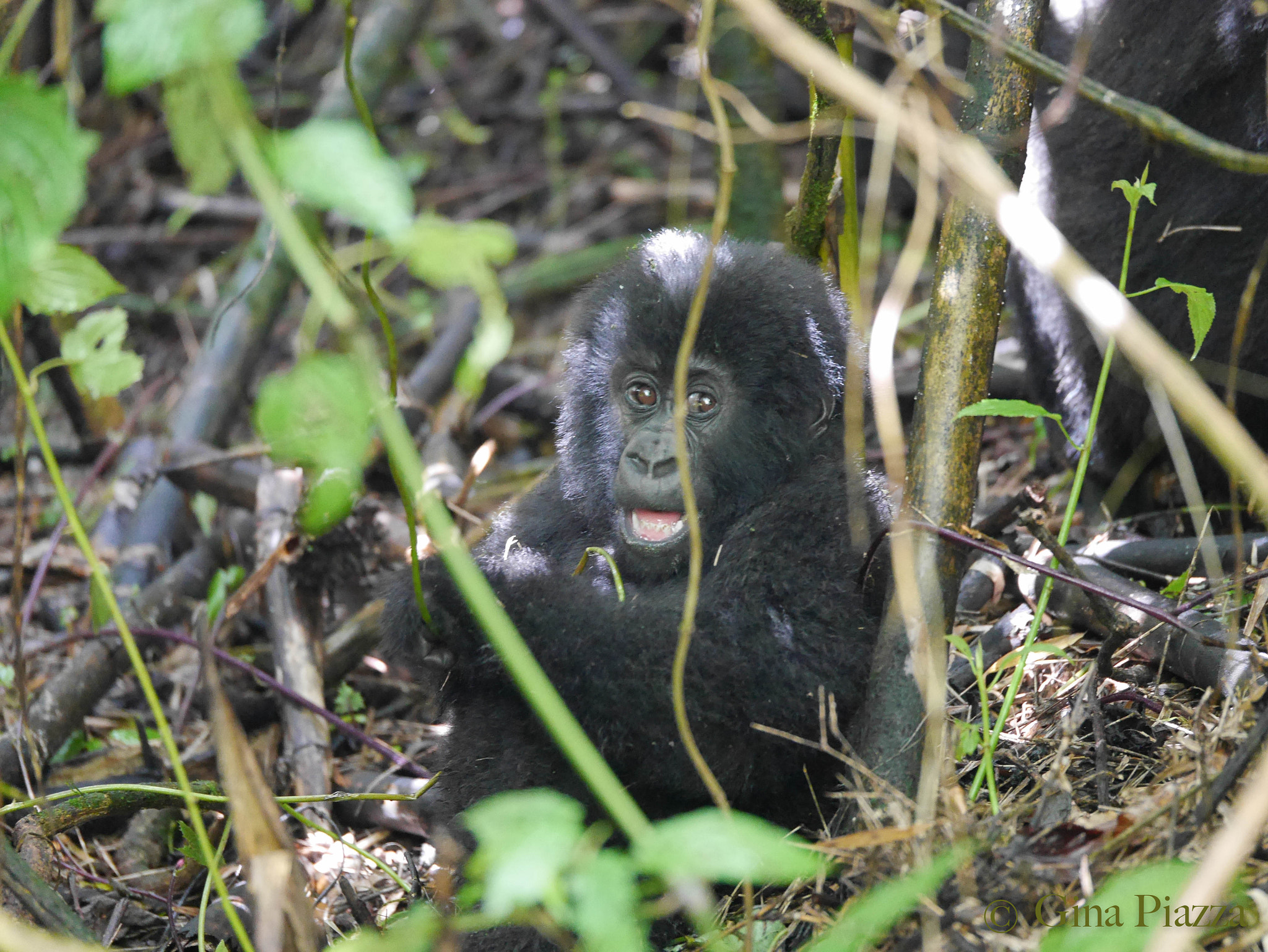 Panasonic Lumix DMC-GM5 + Panasonic Lumix G X Vario 35-100mm F2.8 OIS sample photo. Wild baby mountain gorilla photography