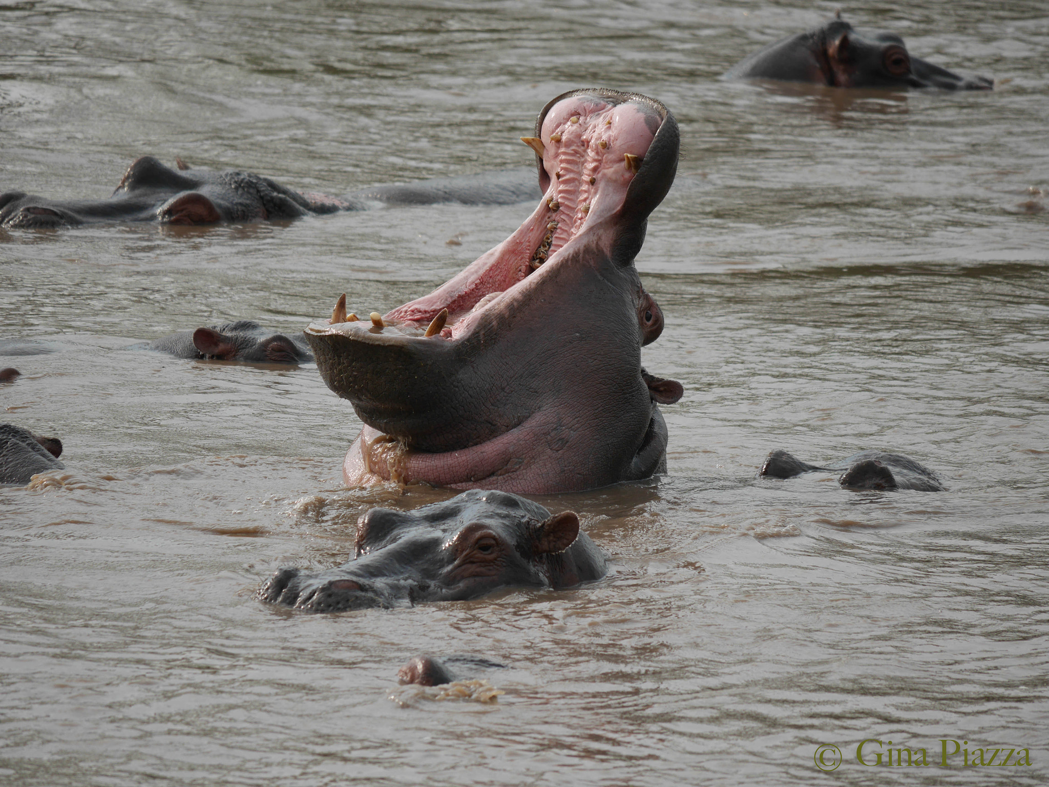 Panasonic Lumix DMC-GM5 + Panasonic Lumix G Vario 100-300mm F4-5.6 OIS sample photo. Hippo yawn photography