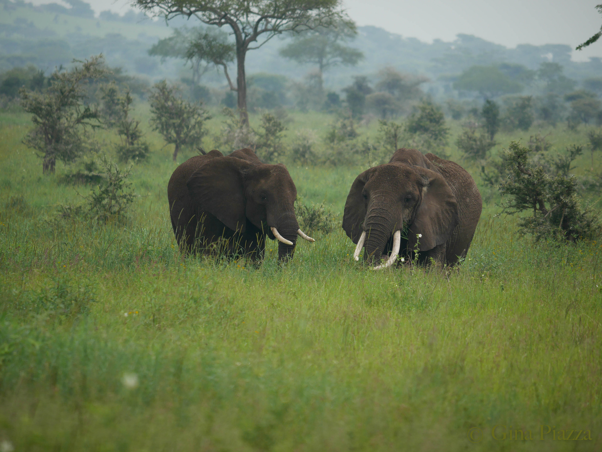 Panasonic Lumix DMC-GM5 sample photo. Elephants in the mist photography