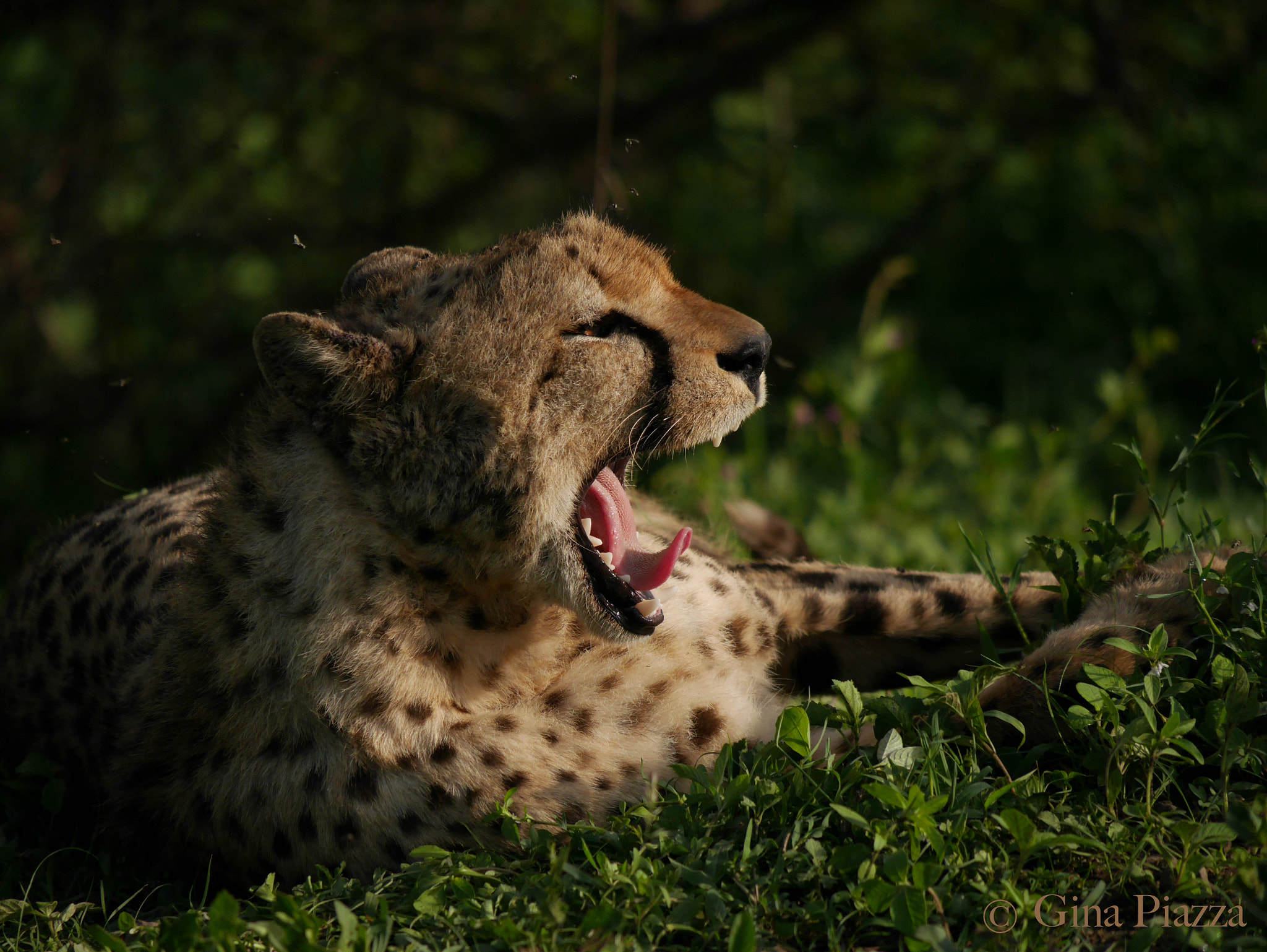 Panasonic Lumix DMC-GM5 + Panasonic Lumix G Vario 100-300mm F4-5.6 OIS sample photo. Cheetah yawn photography