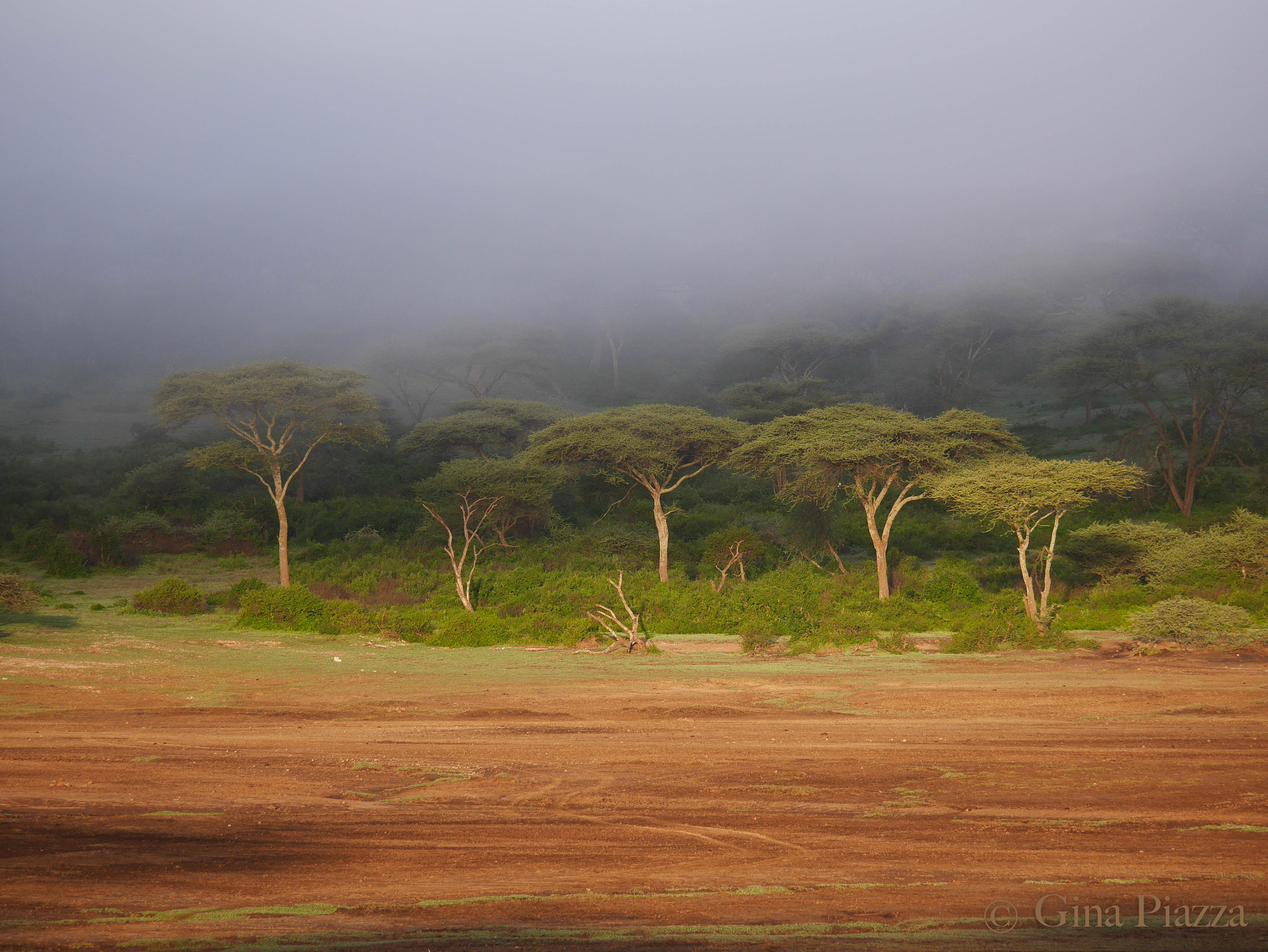 Panasonic Lumix DMC-GM5 + Panasonic Lumix G Vario 100-300mm F4-5.6 OIS sample photo. Tanzania mist photography