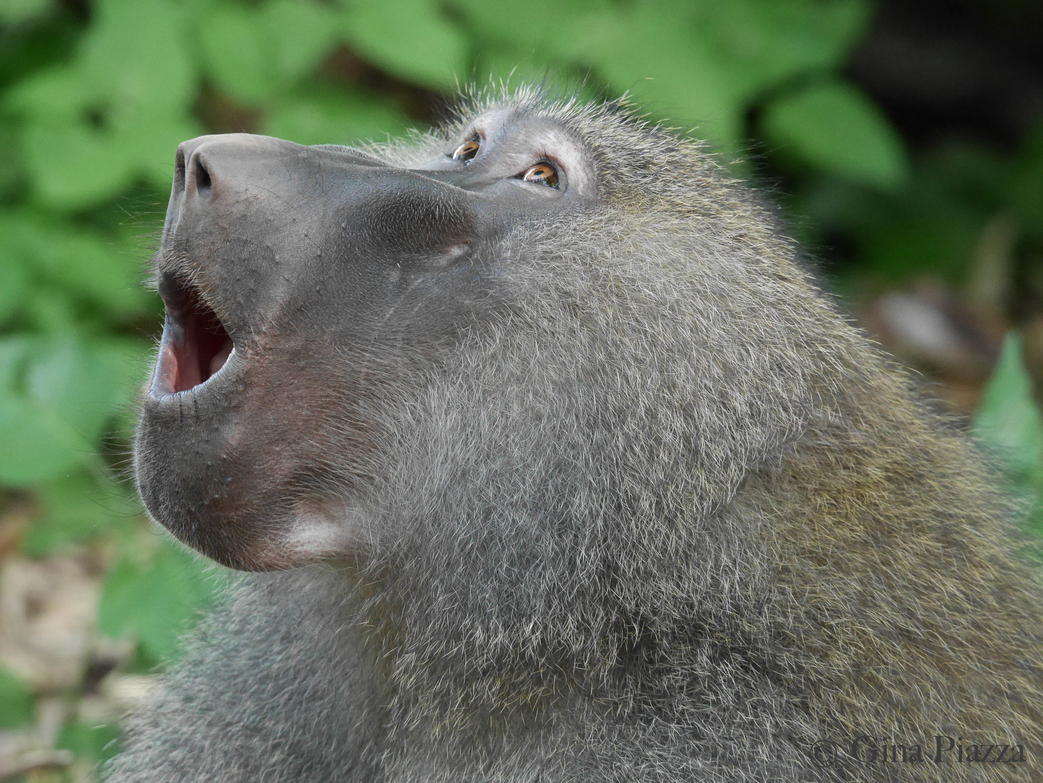 Panasonic Lumix DMC-GM5 + Panasonic Lumix G Vario 100-300mm F4-5.6 OIS sample photo. Olive baboon photography