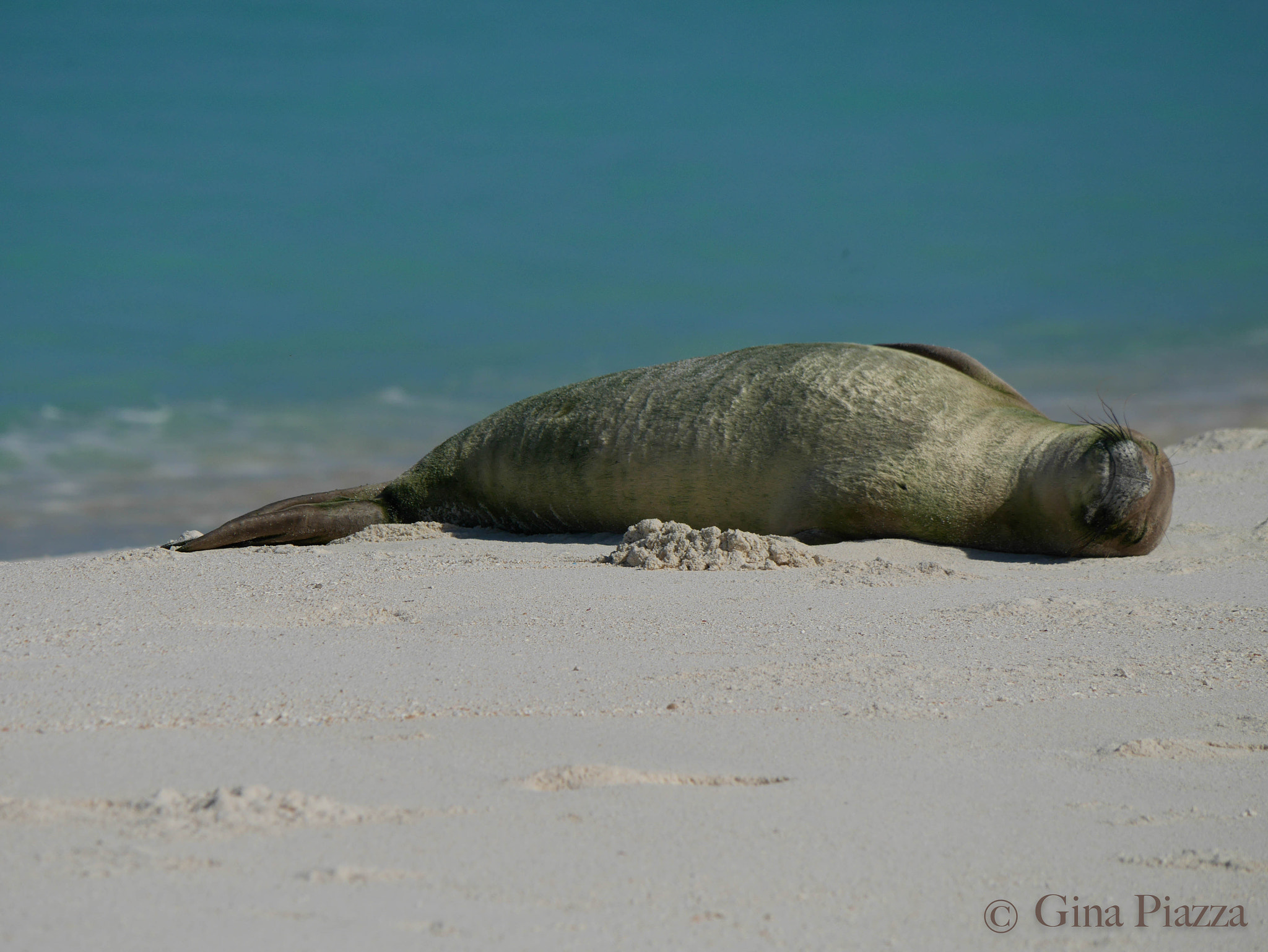 Panasonic Lumix DMC-GM5 + Panasonic Lumix G Vario 100-300mm F4-5.6 OIS sample photo. Monk seal lounging photography