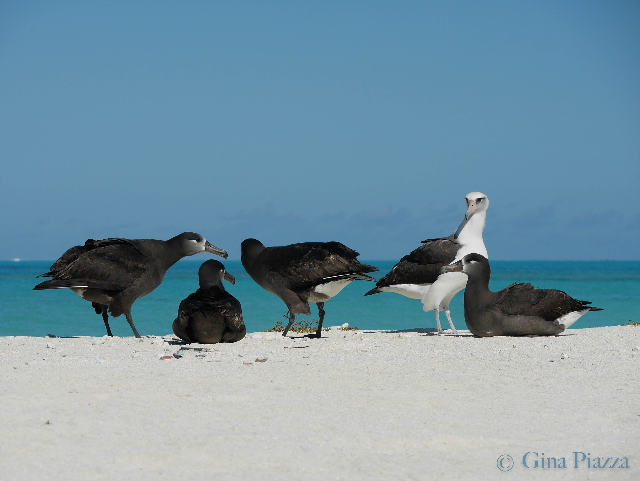 Panasonic Lumix DMC-GM5 + Panasonic Lumix G X Vario 35-100mm F2.8 OIS sample photo. Black footed albatross photography