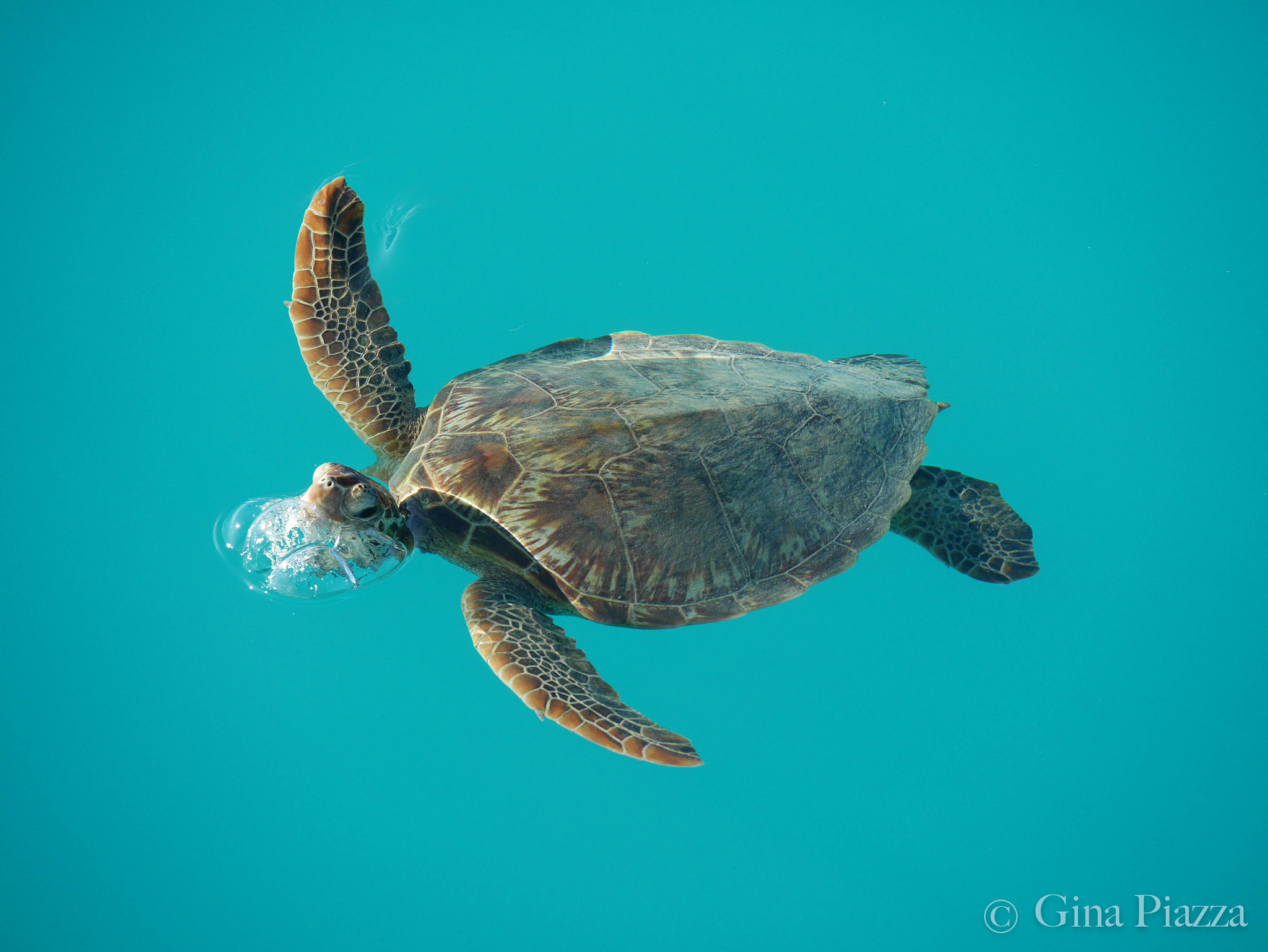 Panasonic Lumix DMC-GM5 sample photo. Green sea turtle photography