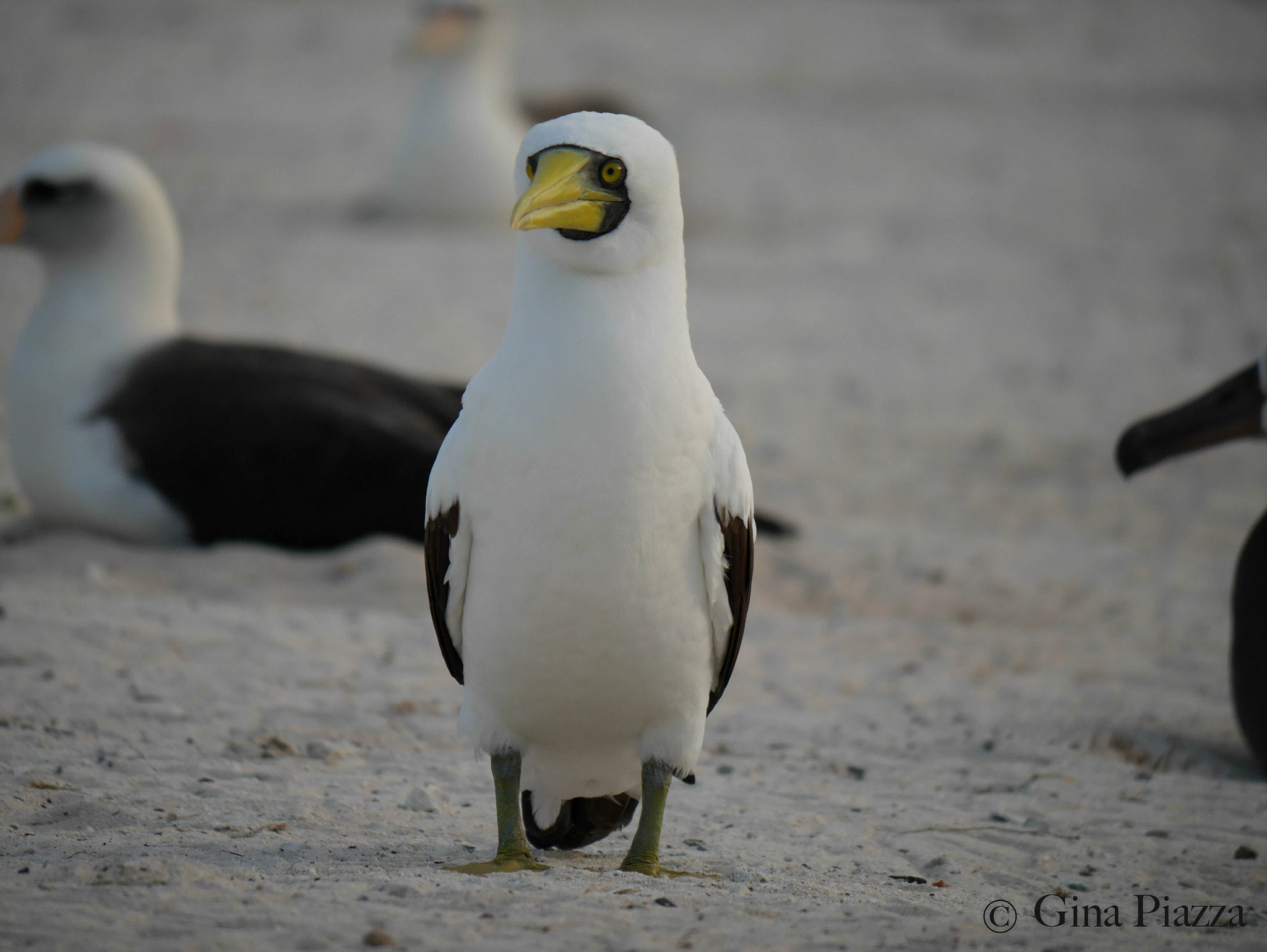 Panasonic Lumix DMC-GM5 sample photo. Masked booby photography