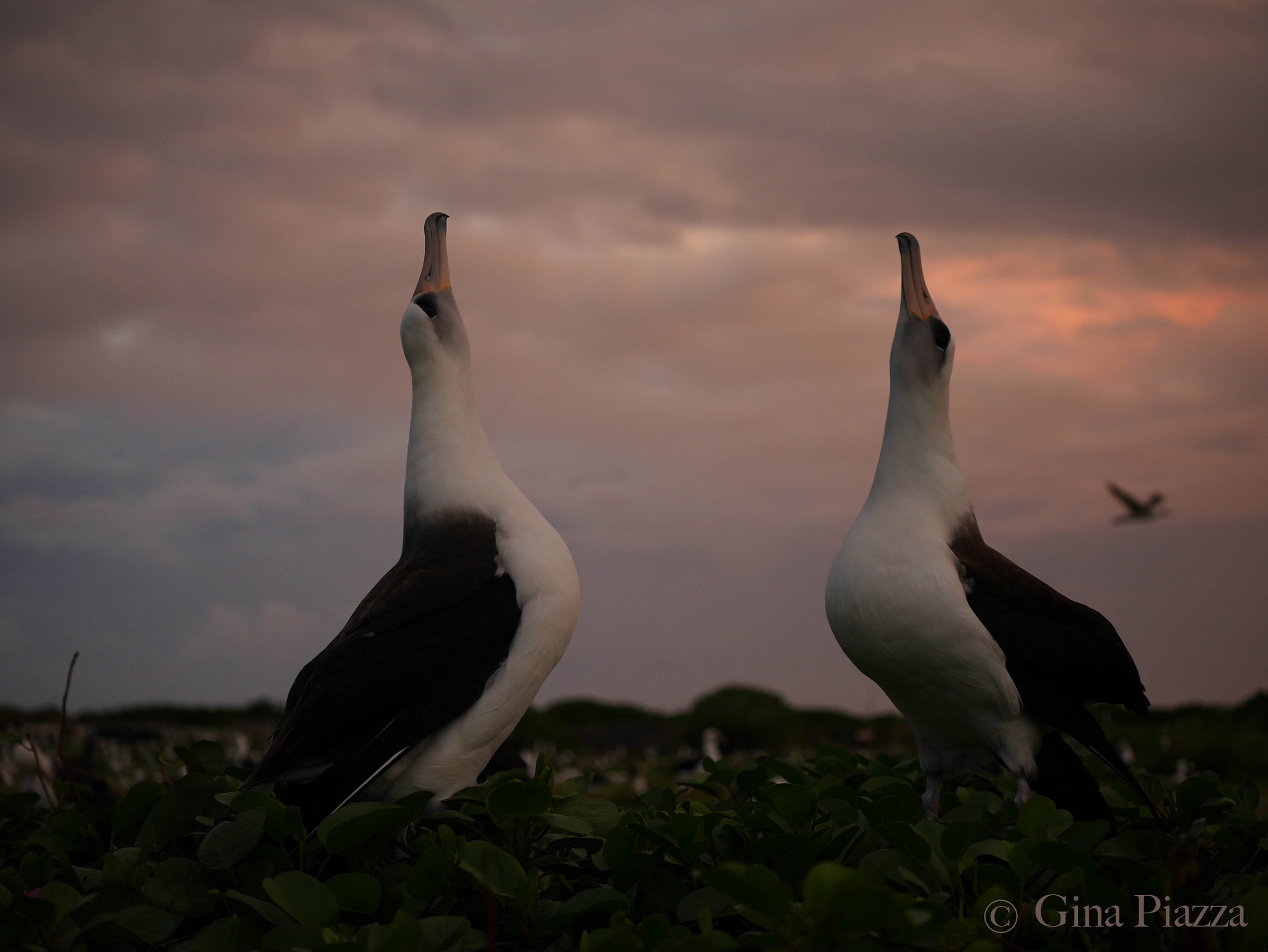 Panasonic Lumix G X Vario 35-100mm F2.8 OIS sample photo. Mooing albatross photography