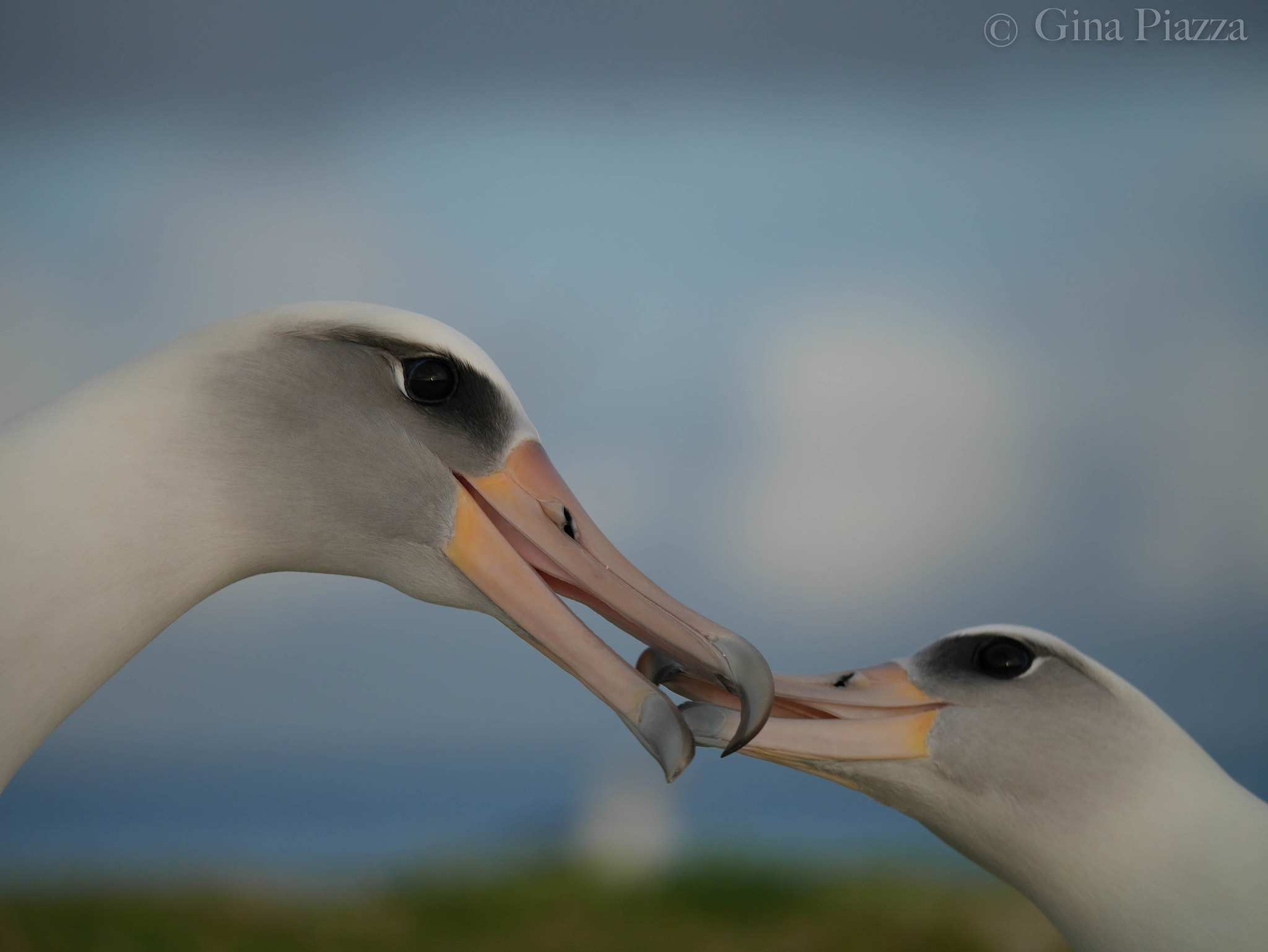 Panasonic Lumix DMC-GM5 sample photo. Affectionate albatross photography