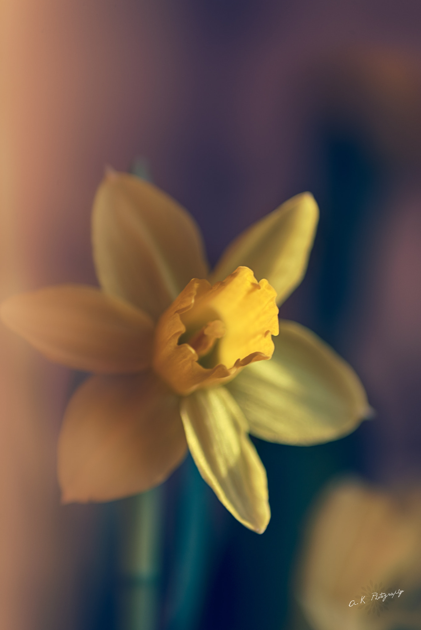 Nikon D750 sample photo. Flower photography
