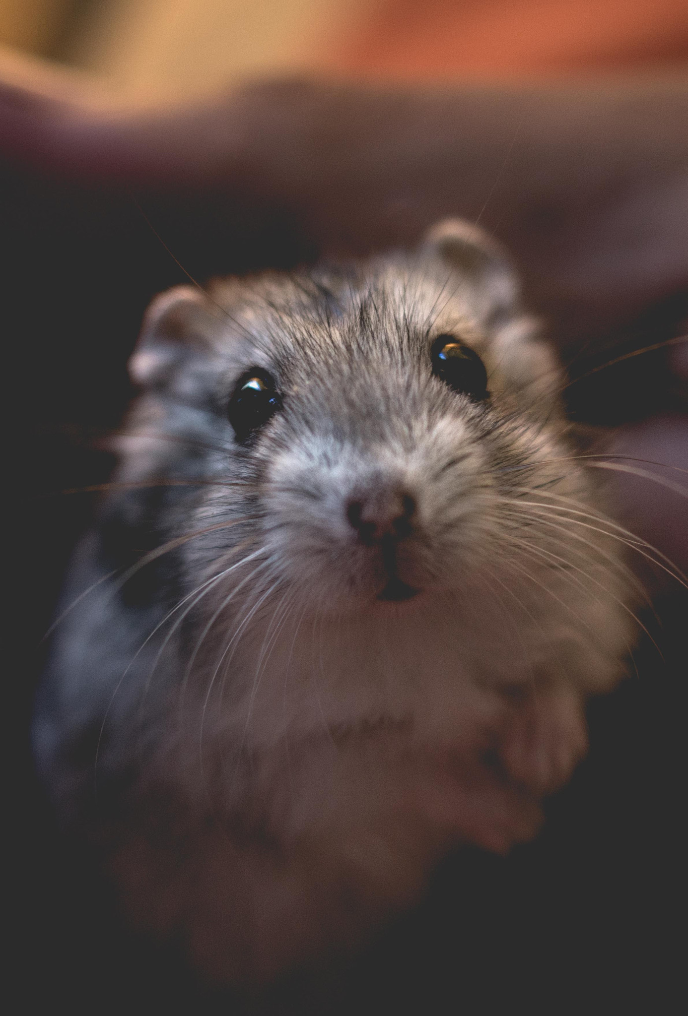 Sony SLT-A58 + Sony DT 30mm F2.8 Macro SAM sample photo. Hamster photography