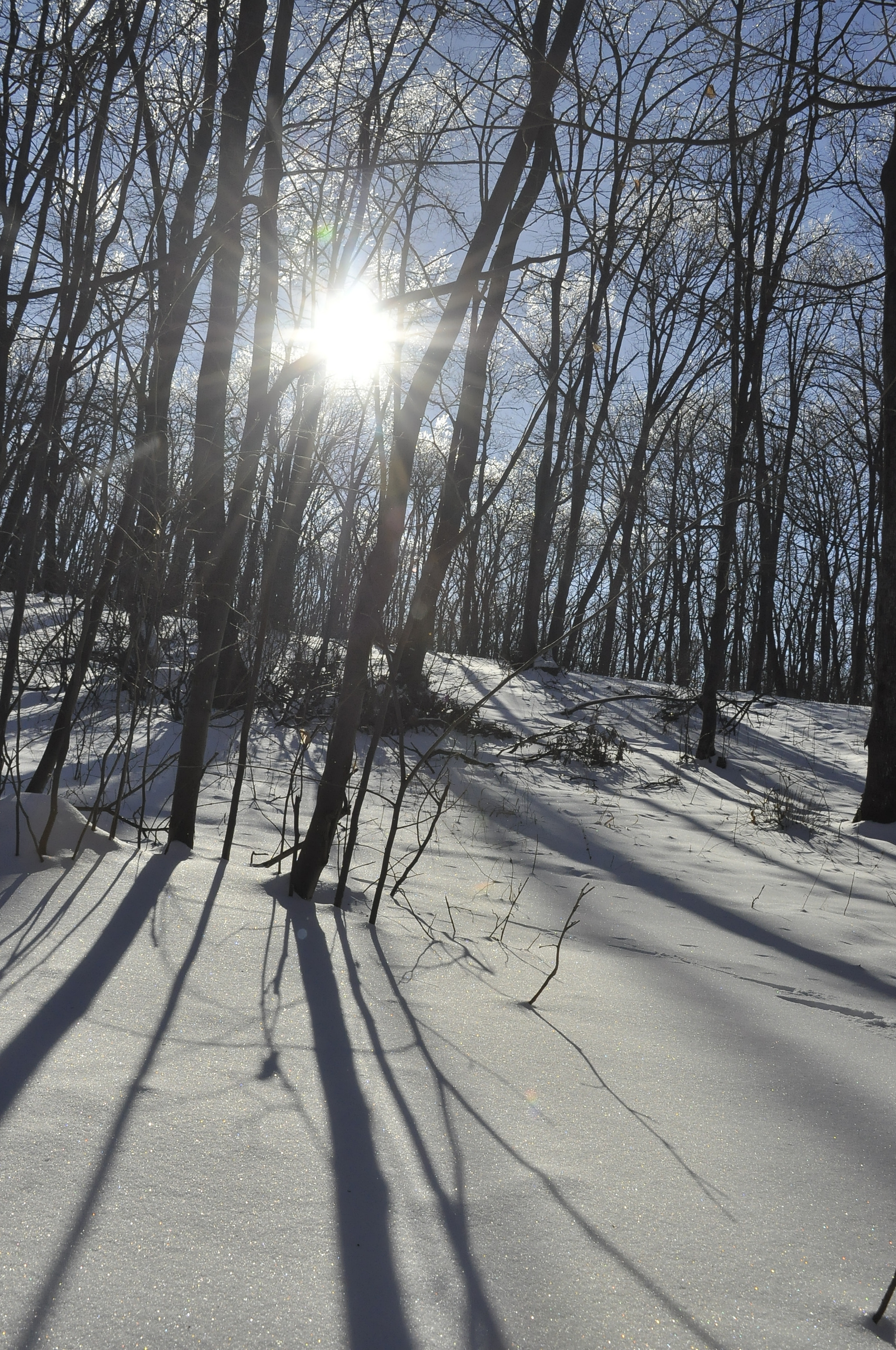 Nikon D90 sample photo. Winter forest photography