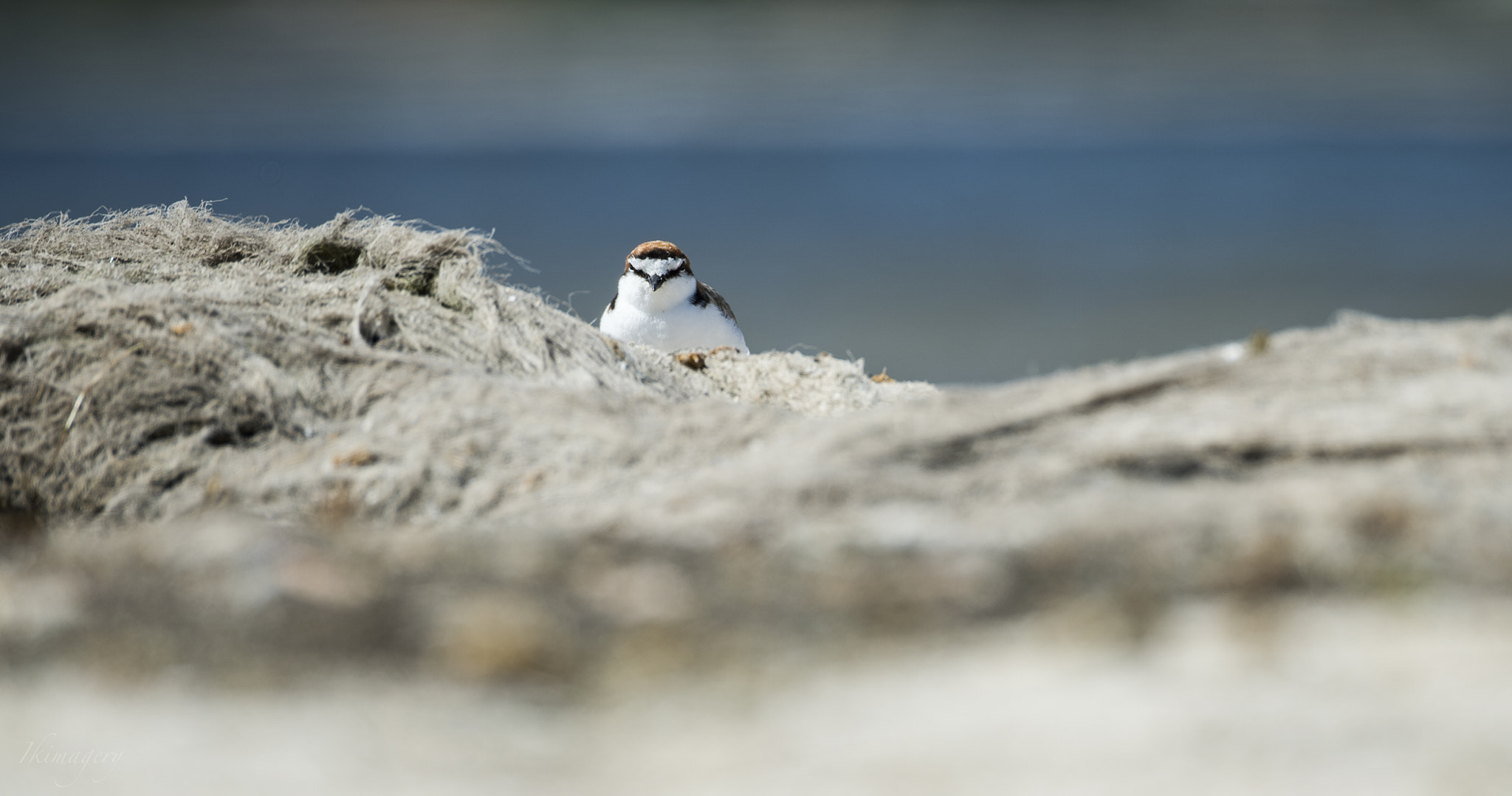 Nikon D4 sample photo. Seabird a red capped plover photography
