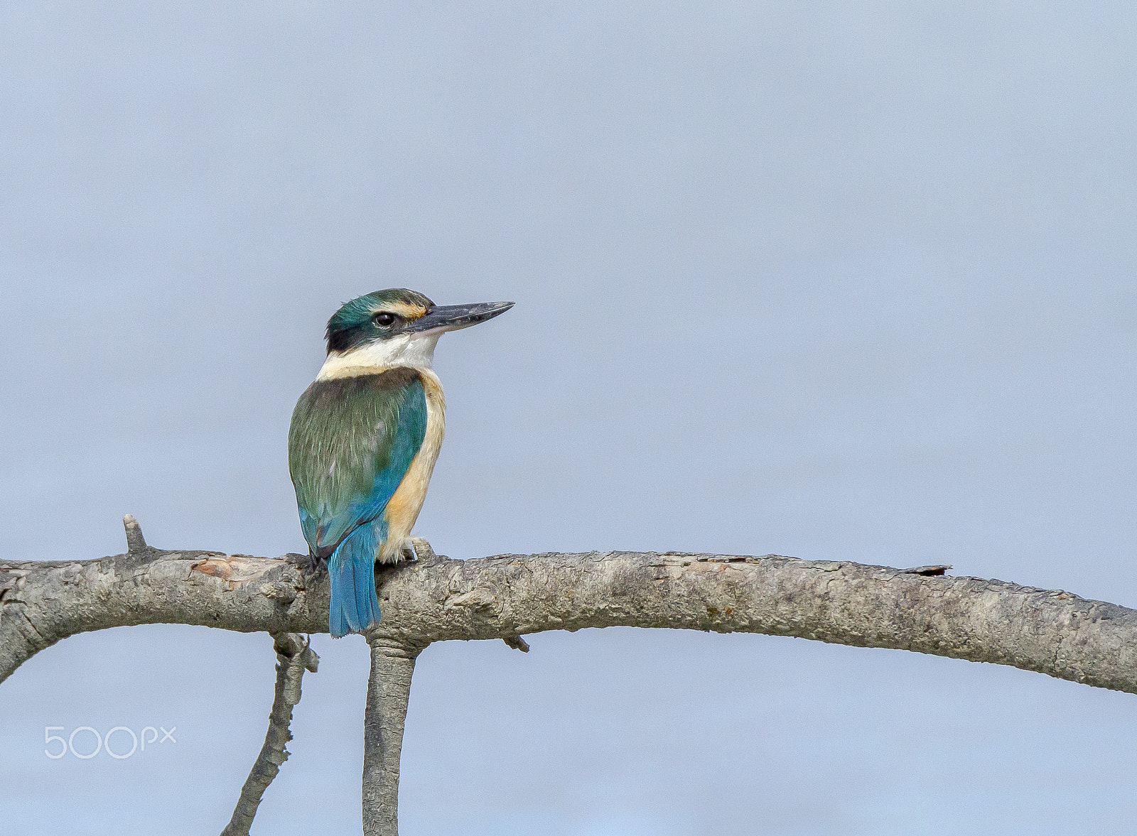 Tamron SP 150-600mm F5-6.3 Di VC USD sample photo. Kingfisher photography