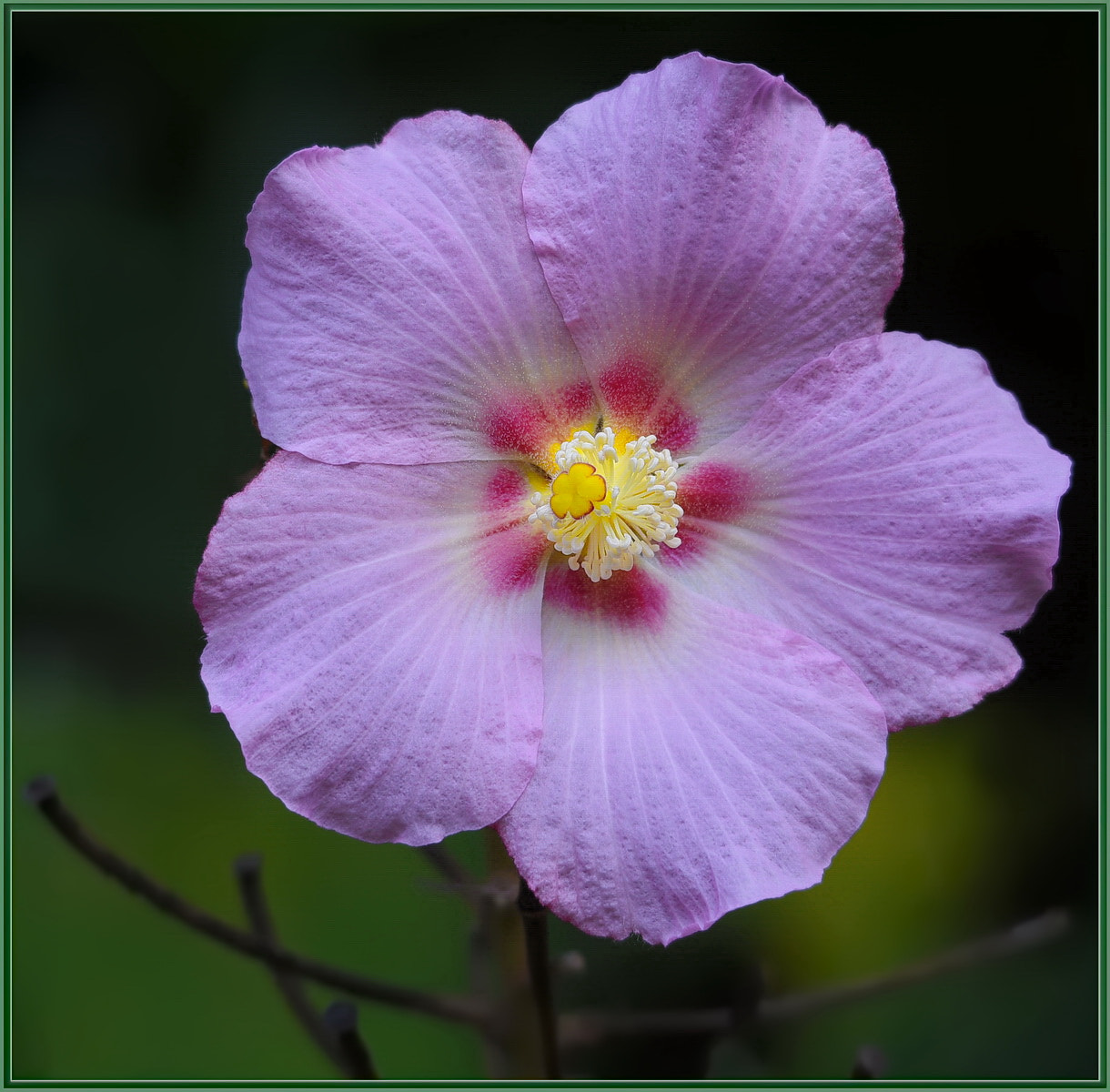 Sigma 120-400mm F4.5-5.6 DG OS HSM sample photo. The hibiscinator photography