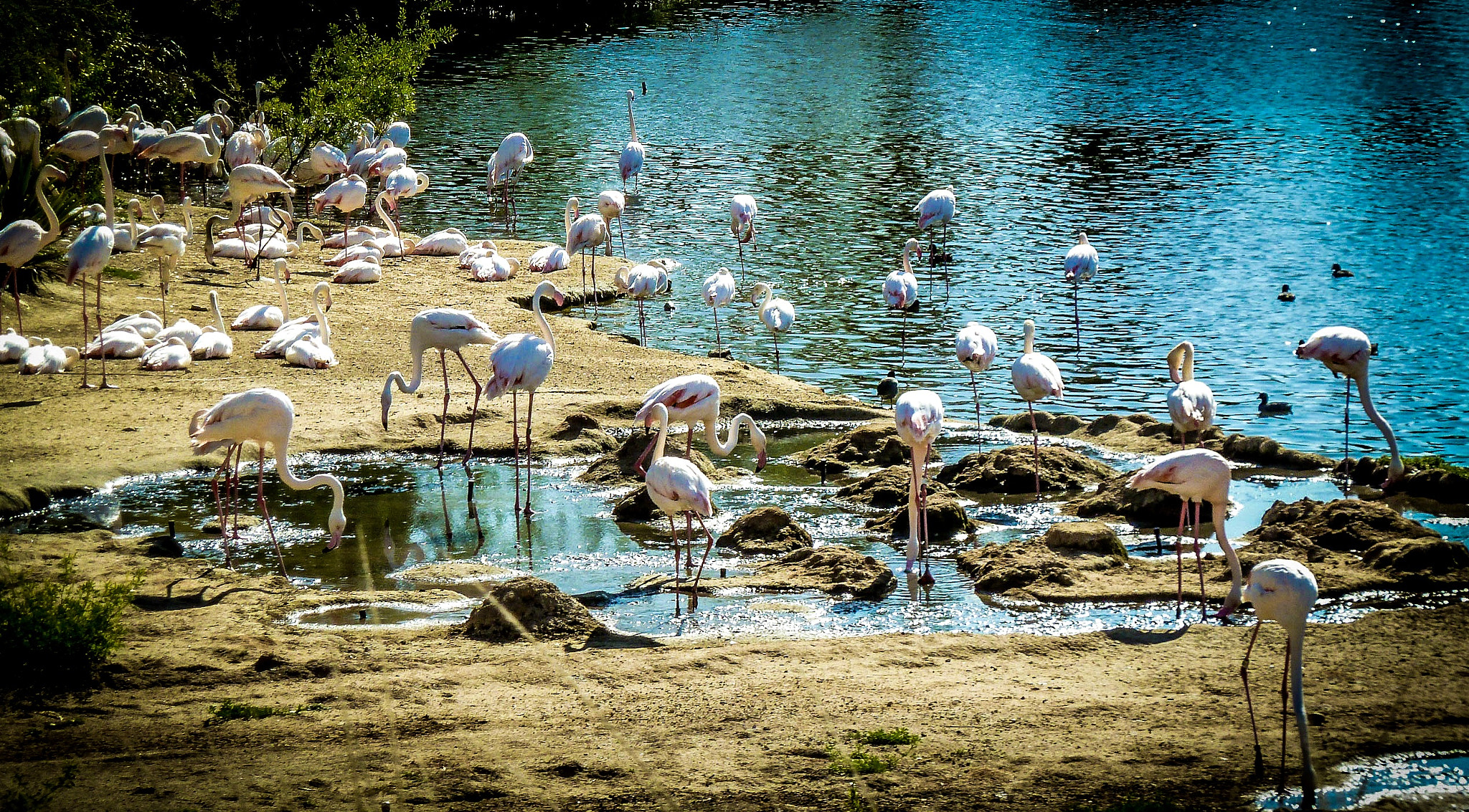 Panasonic Lumix DMC-ZS7 (Lumix DMC-TZ10) sample photo. Pretty in pink - san diego, ca photography