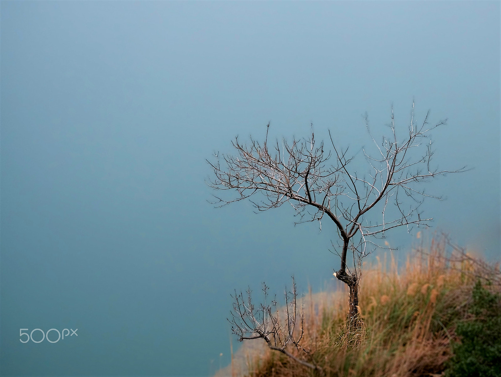 Panasonic Lumix G Vario 35-100mm F4.0-5.6 ASPH Mega OIS sample photo. Wood photography