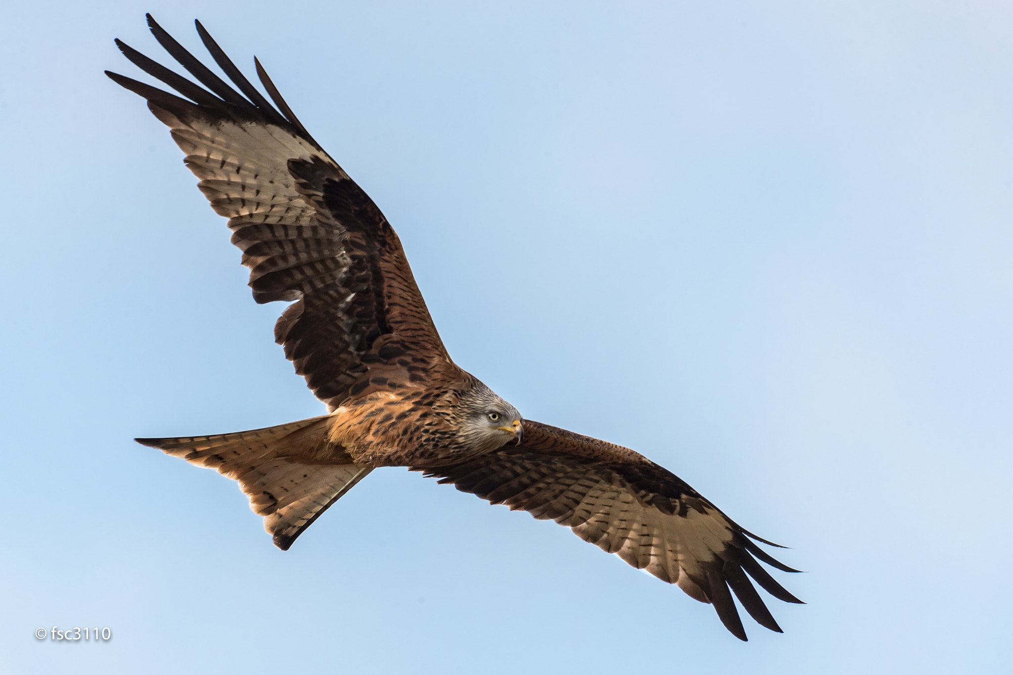 Canon EOS-1D X Mark II + Canon EF 500mm F4L IS II USM sample photo. Red kite in flight photography