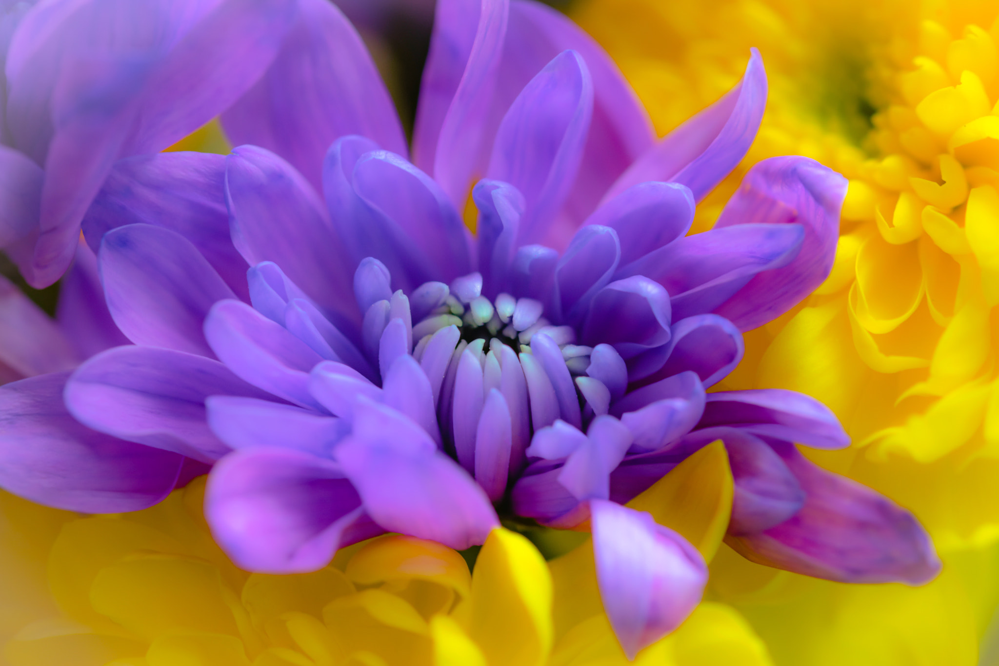 Sigma 105mm F2.8 EX DG OS HSM sample photo. Macro flowers photography