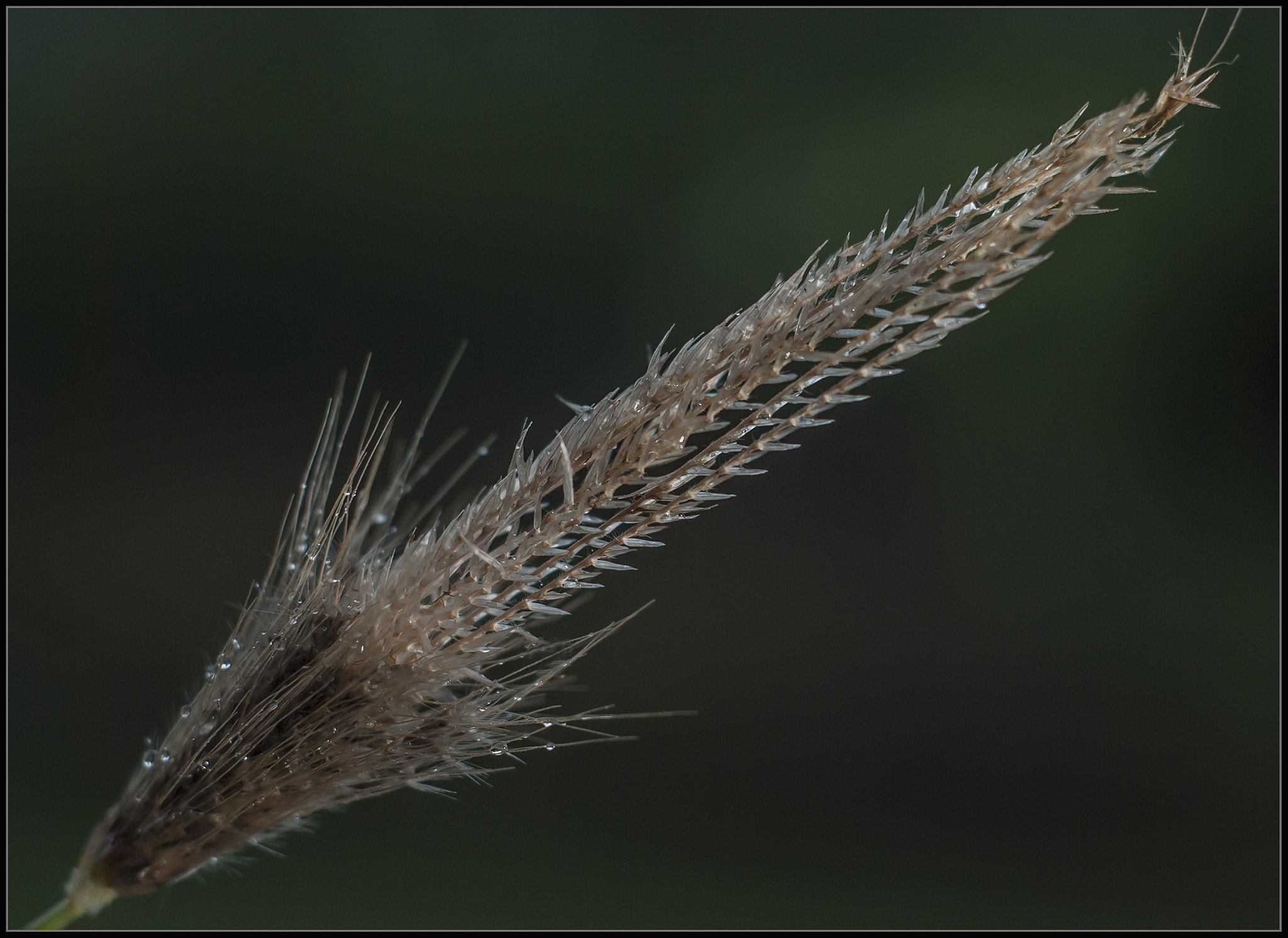 Nikon D80 + Nikon AF Nikkor 50mm F1.8D sample photo. Grasses photography