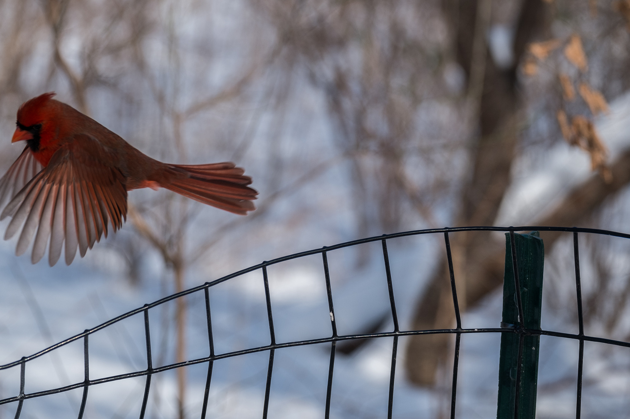 Fujifilm X-E1 + Fujifilm XF 55-200mm F3.5-4.8 R LM OIS sample photo. Cupid's flight photography