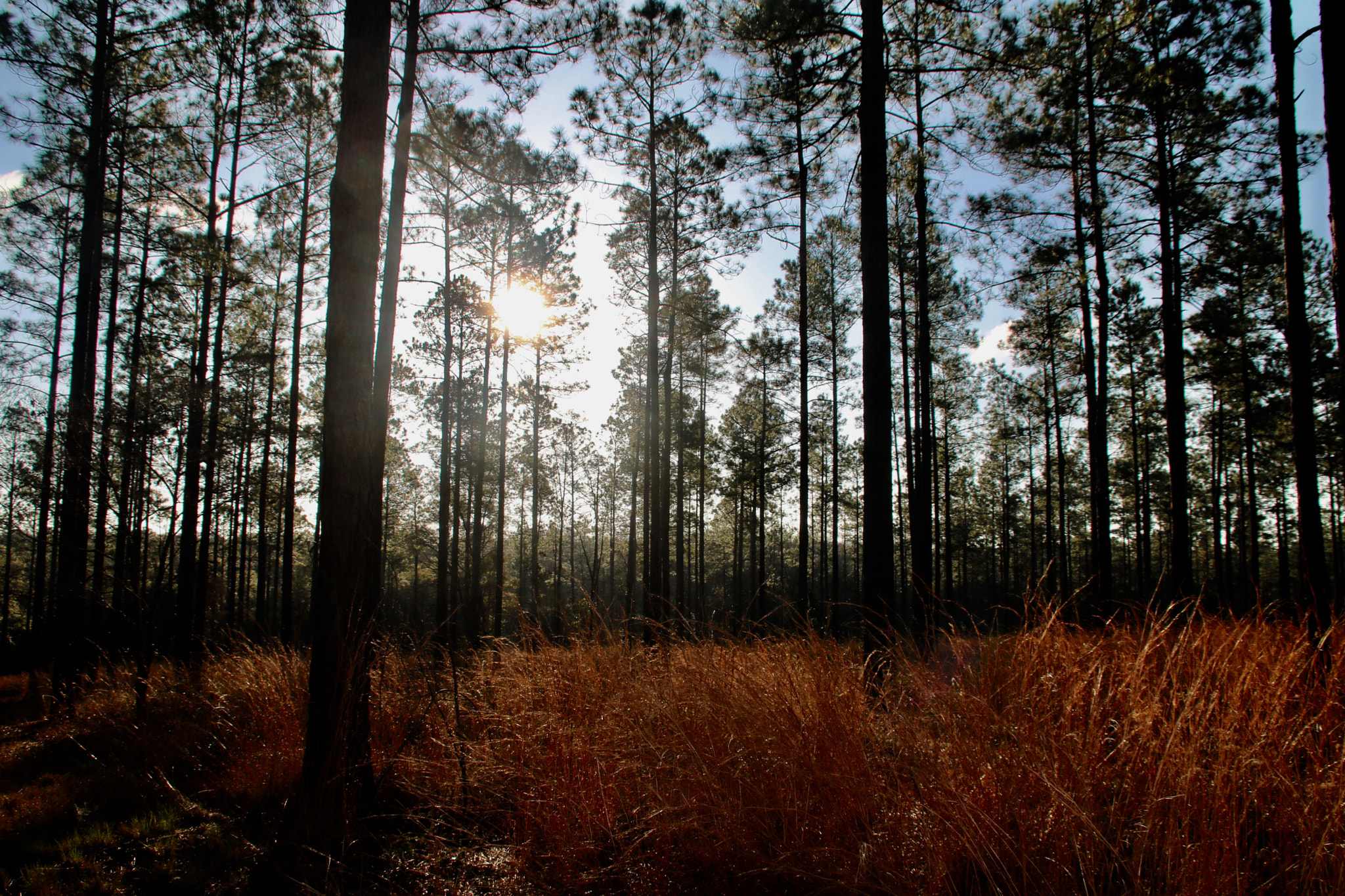 Canon EF 75-300mm F4.0-5.6 IS USM sample photo. Sunrise in the forest photography