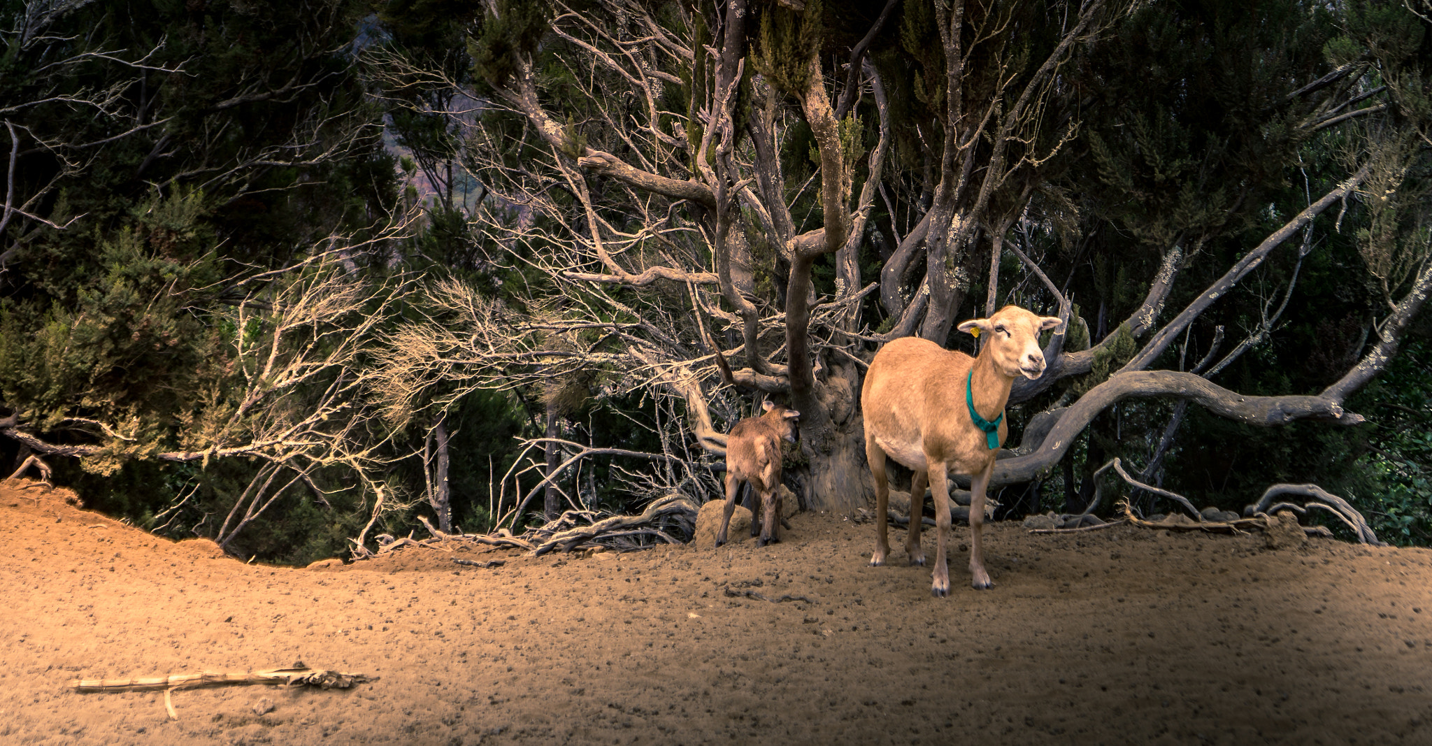 Sony a6000 + Sony E 18-55mm F3.5-5.6 OSS sample photo. Goat mom and her baby photography