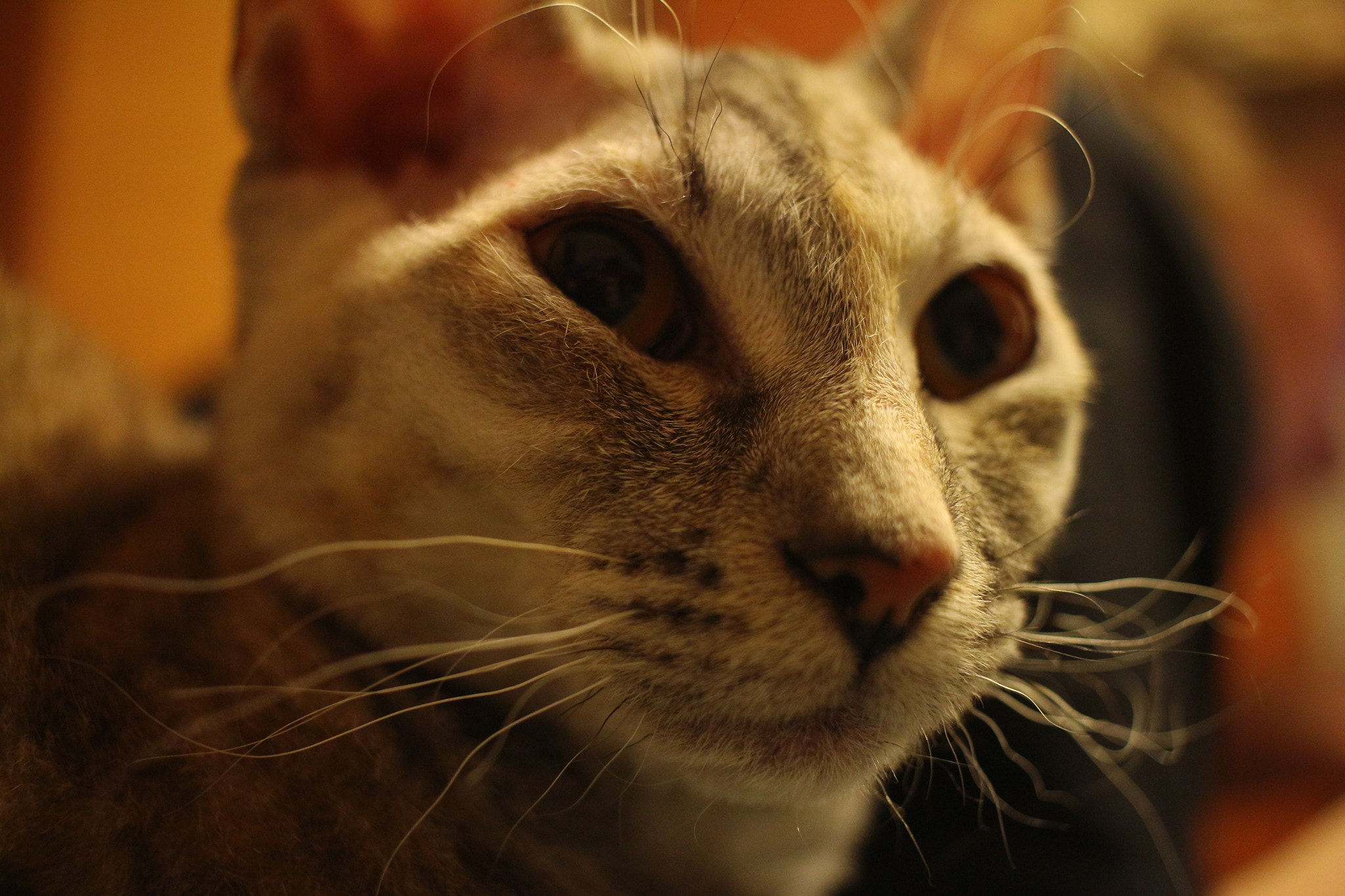 Canon EF-S 24mm F2.8 STM sample photo. Shaddy photography