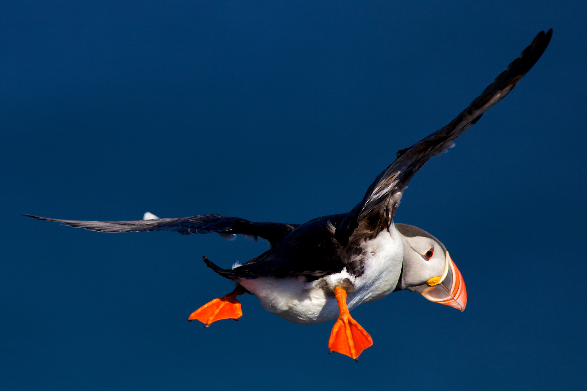 Canon EF 400mm F5.6L USM sample photo. Puffin flight photography