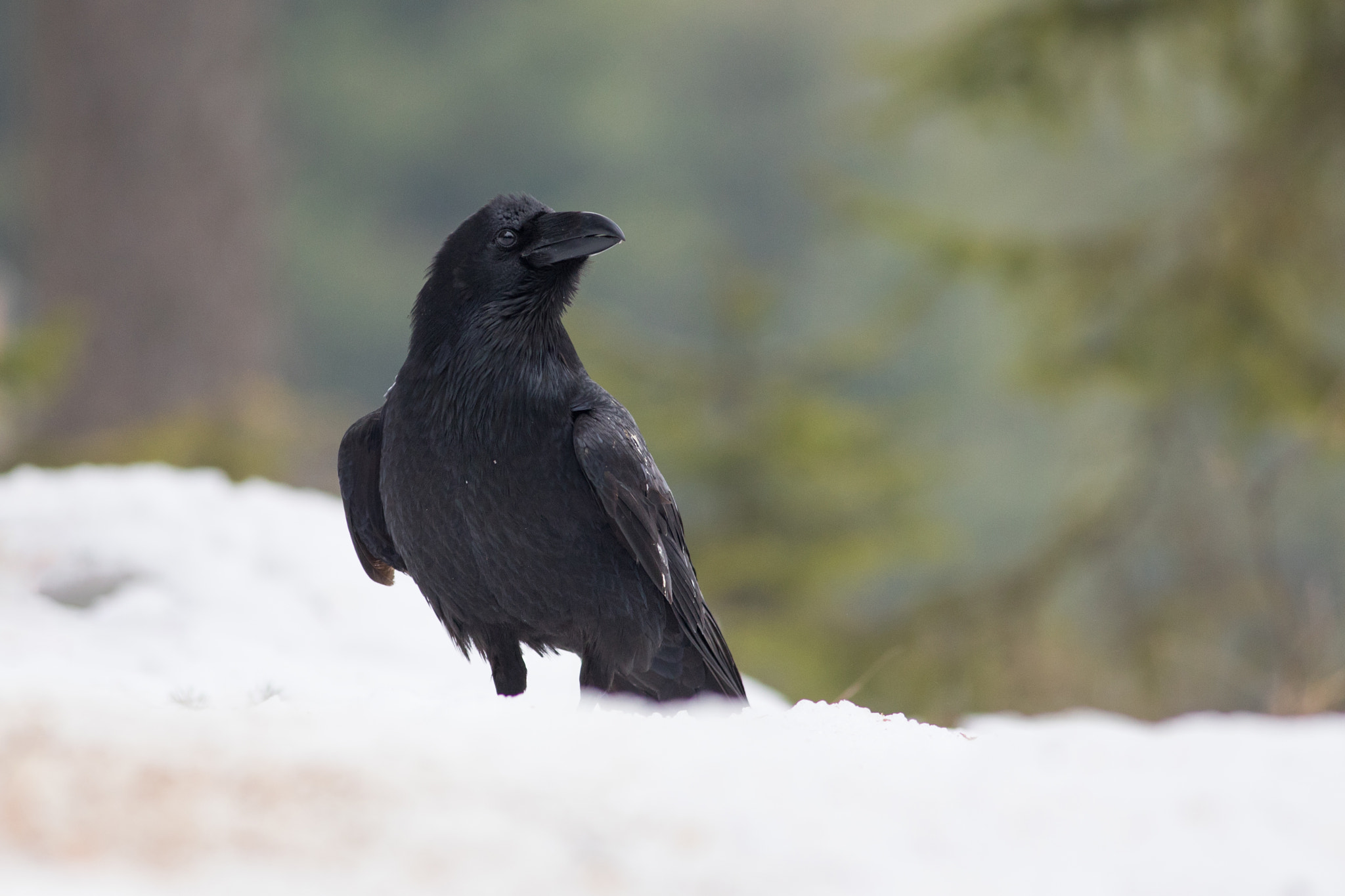 Canon EF 400mm F5.6L USM sample photo. Krkavec velký (corvus corax)

 photography