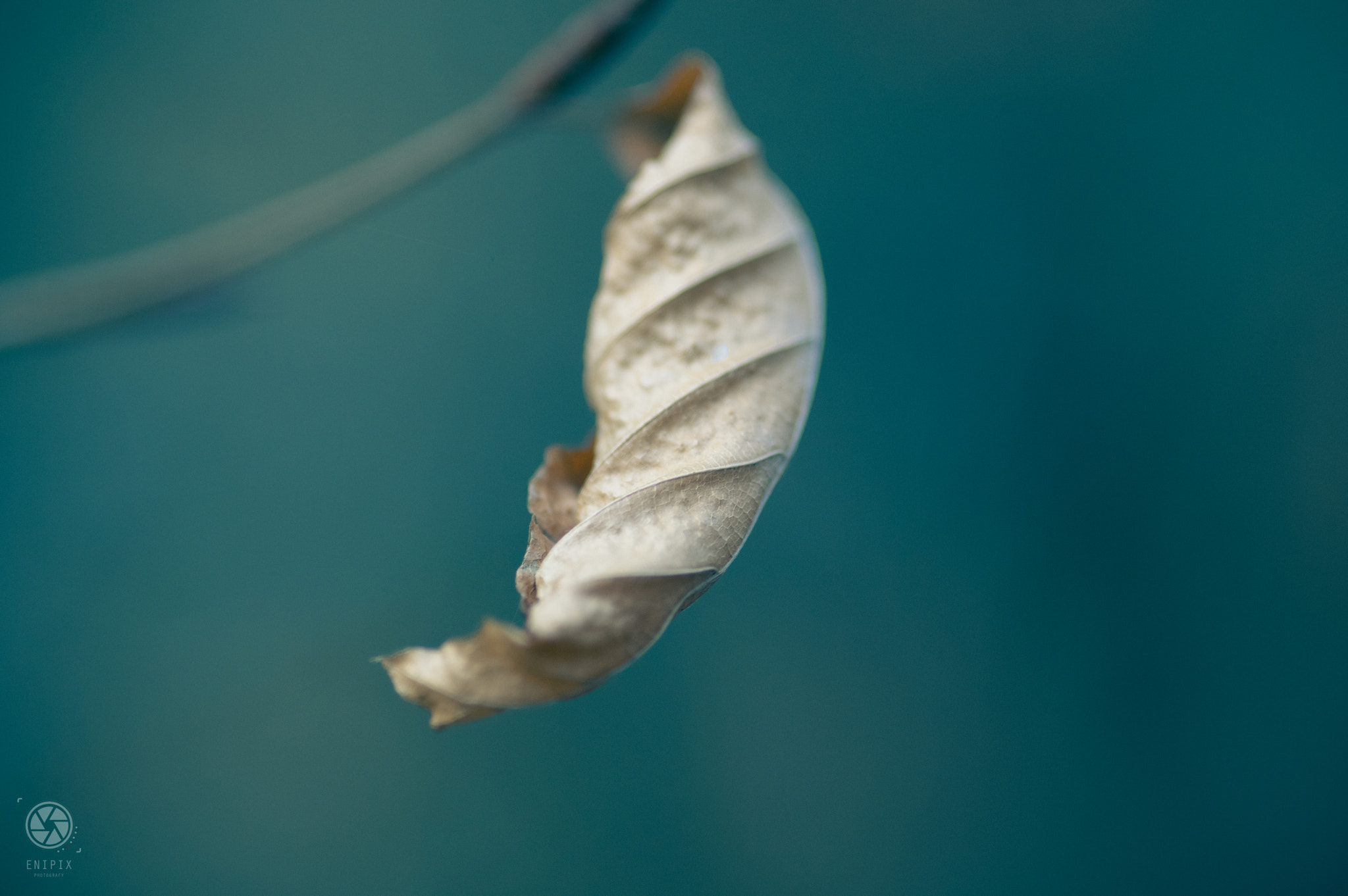 Pentax K-3 II + Sigma sample photo. Lonsome leaf photography