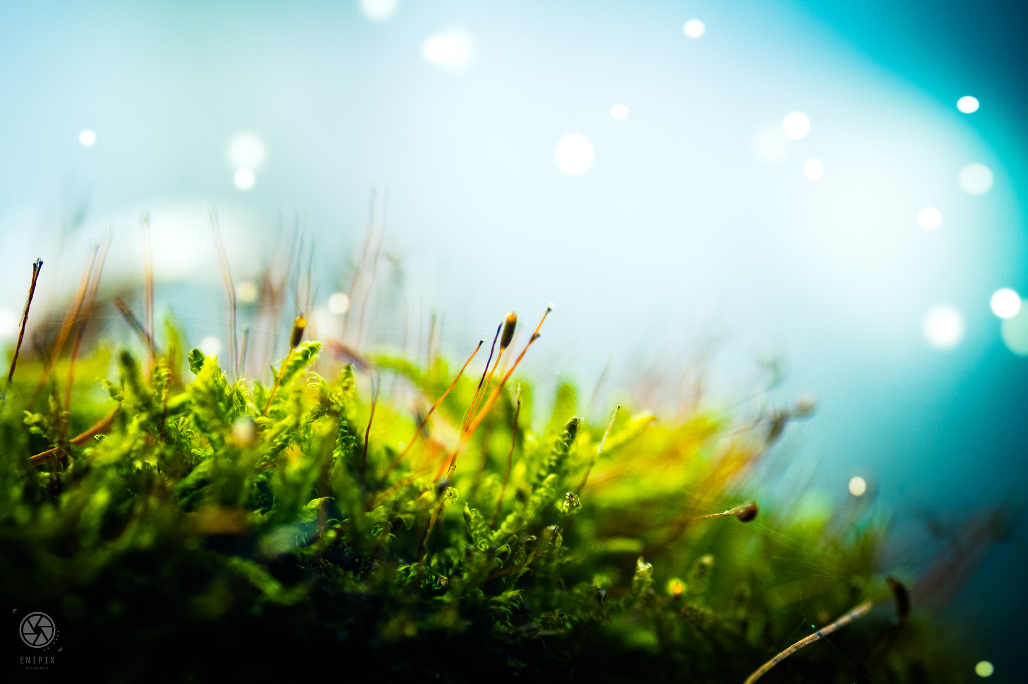 Pentax K-3 II + Sigma sample photo. Moss in wood photography