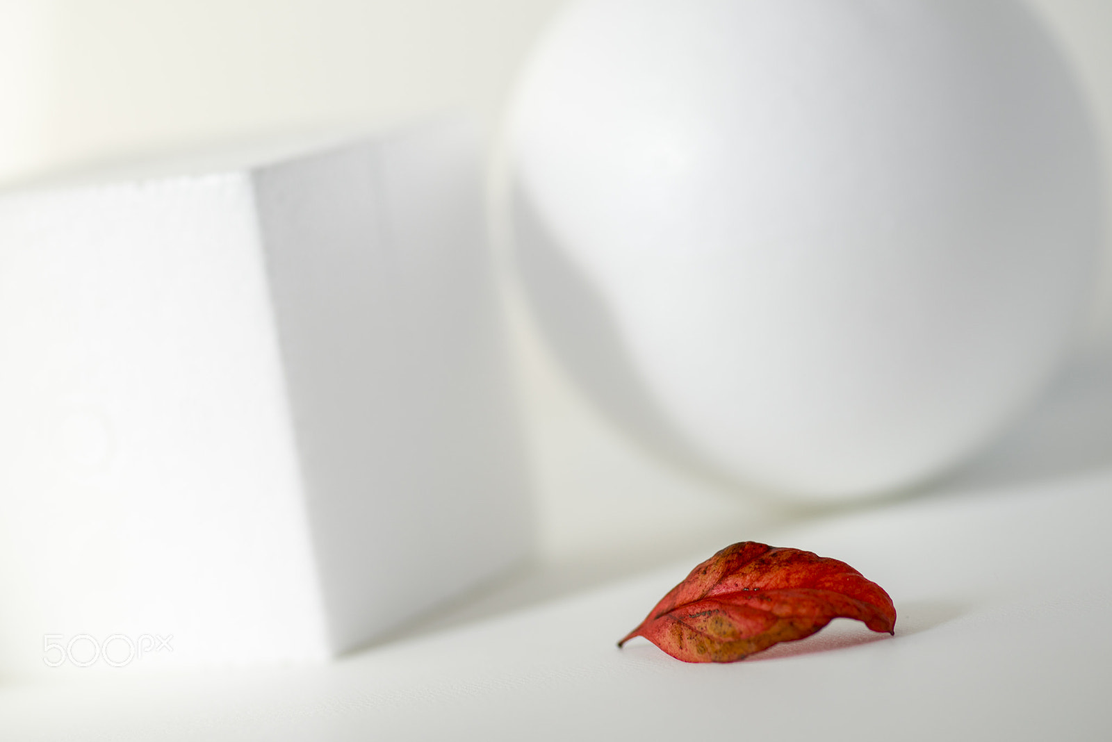 Sony a7R + Minolta AF 100mm F2.8 Macro [New] sample photo. Fallen leaves photography