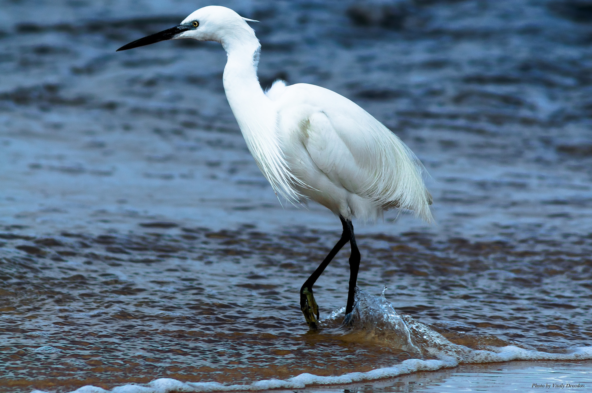 AF Zoom-Nikkor 75-300mm f/4.5-5.6 sample photo. цапля photography