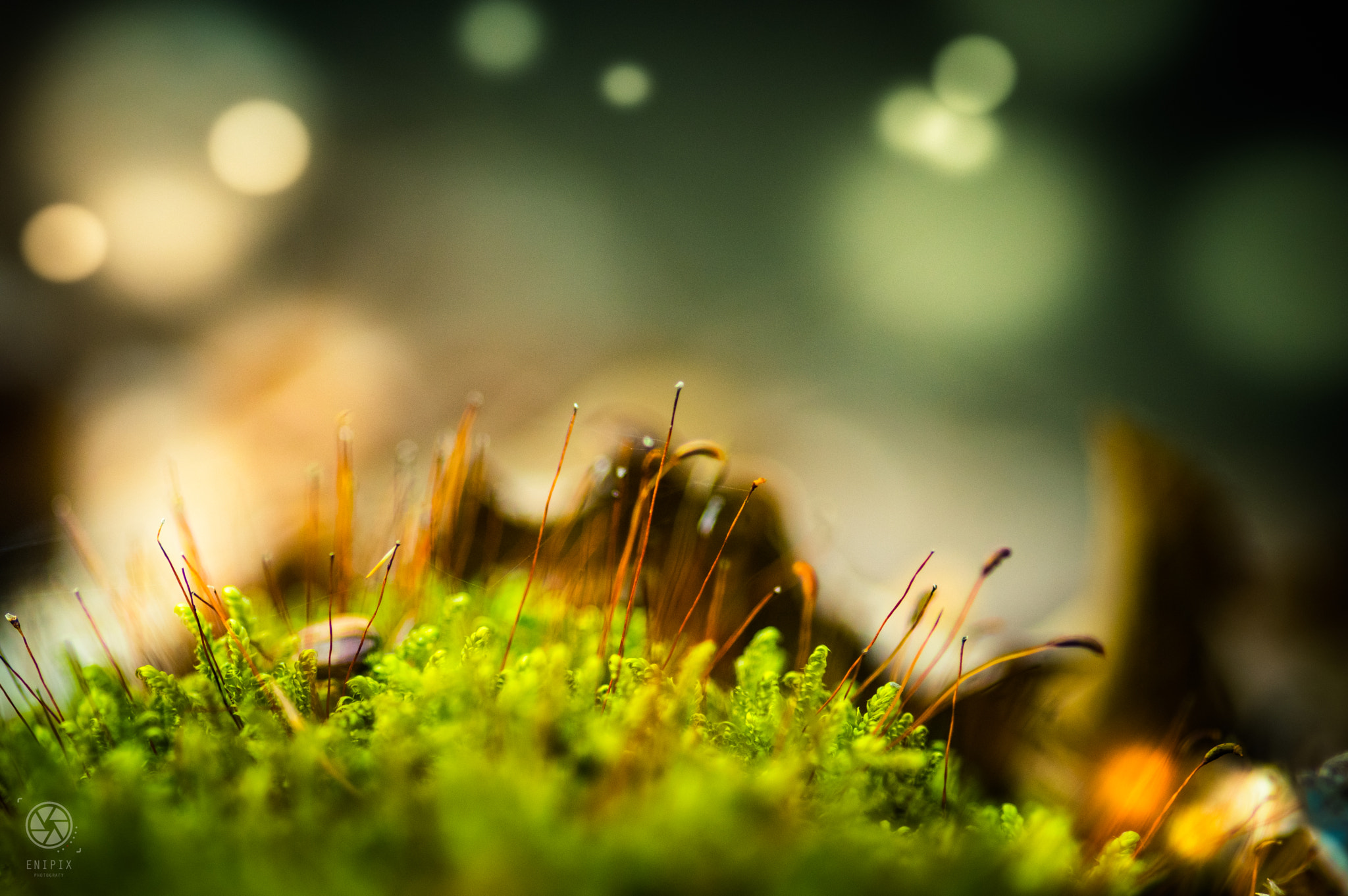 Pentax K-3 II + Sigma sample photo. Moss in wood photography