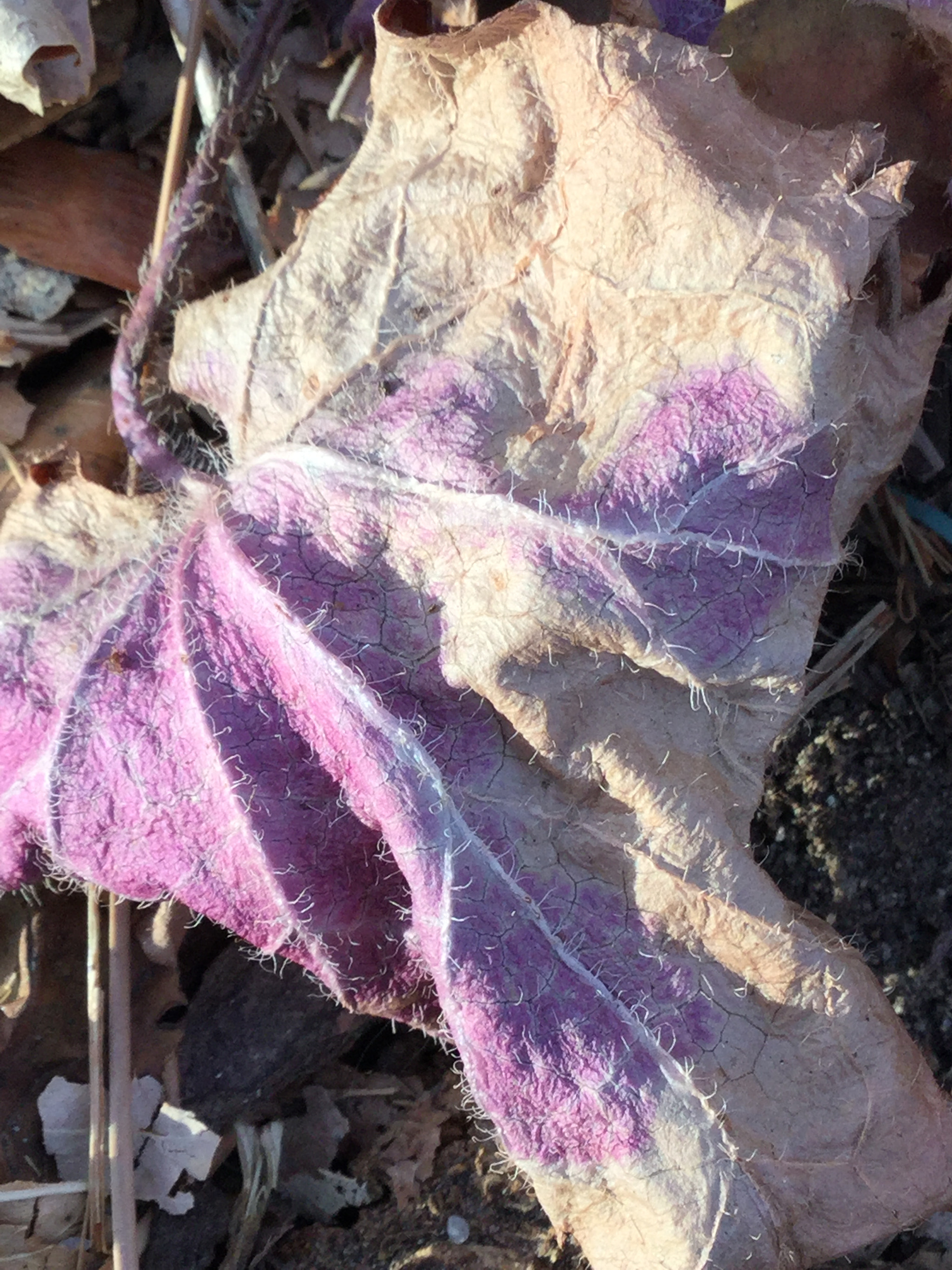 Apple iPad5,3 sample photo. Still has its color in february. photography