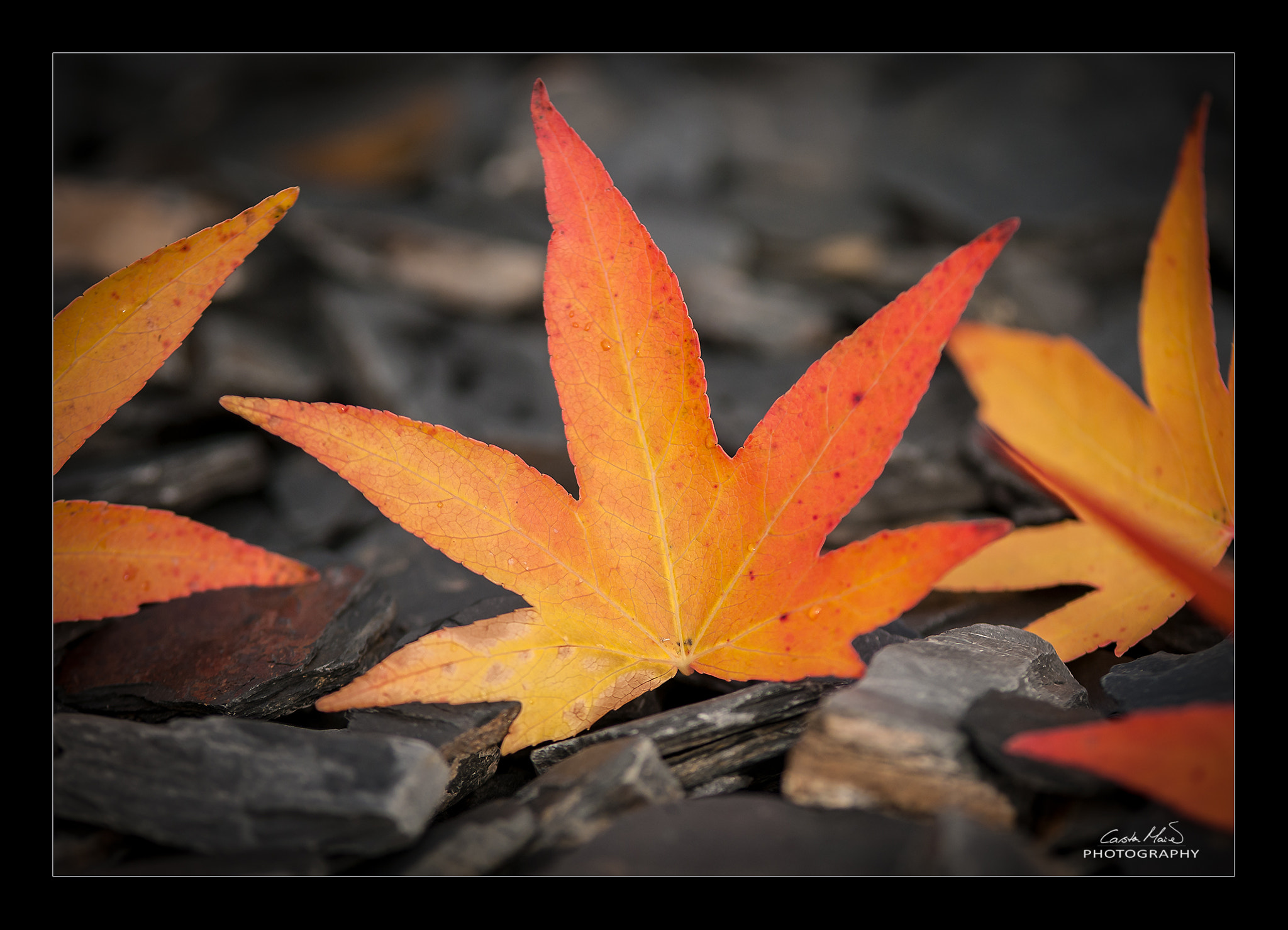 Nikon D300 sample photo. Untitled photography