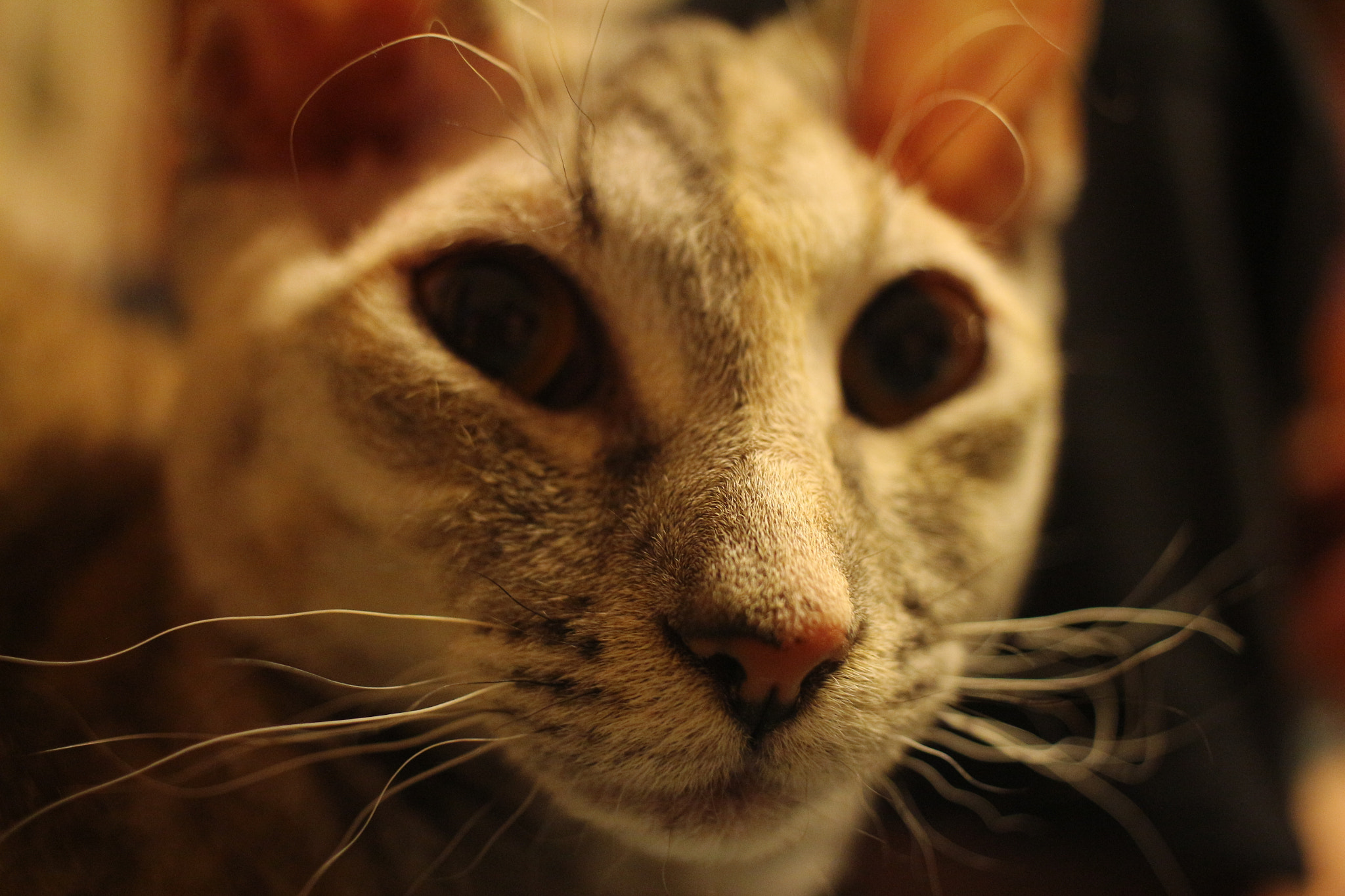 Canon EF-S 24mm F2.8 STM sample photo. Shaddy photography