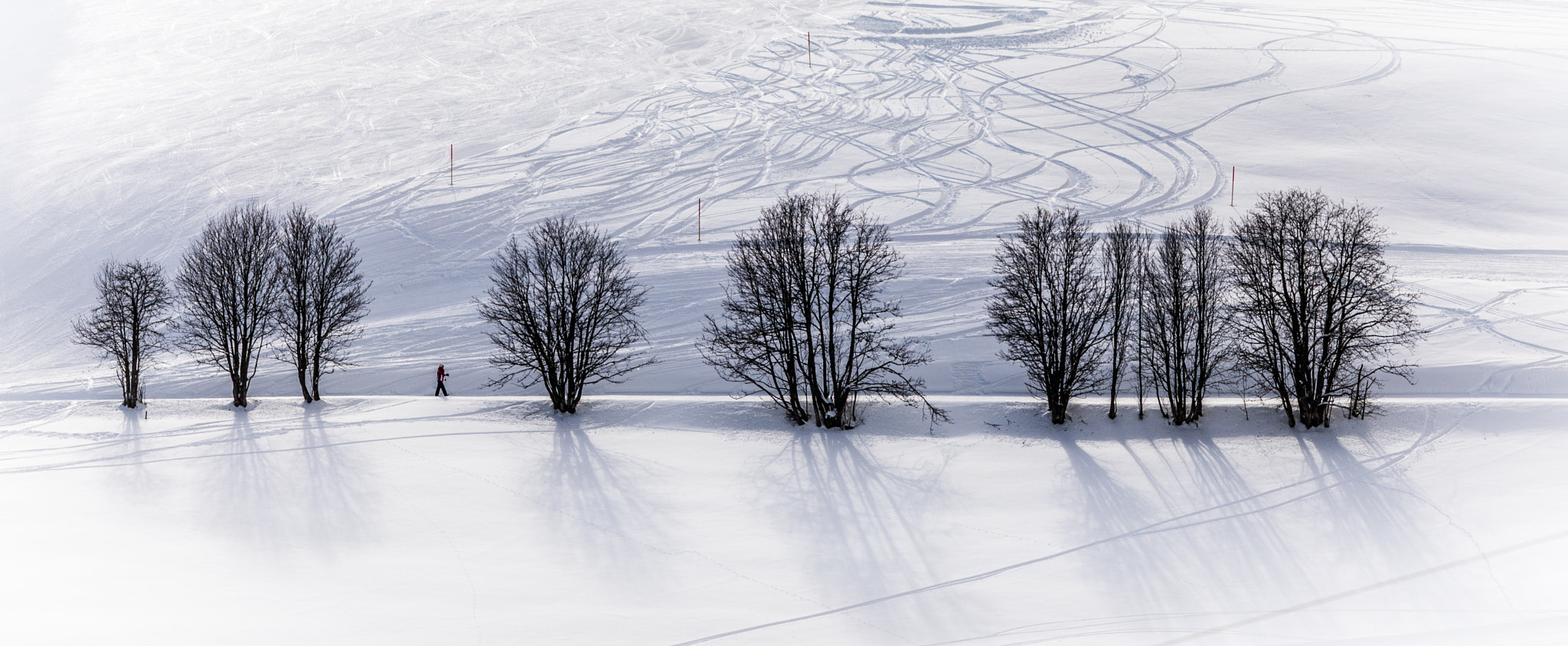 Canon EOS 5D Mark IV + Canon EF 135mm F2L USM sample photo. Trees photography