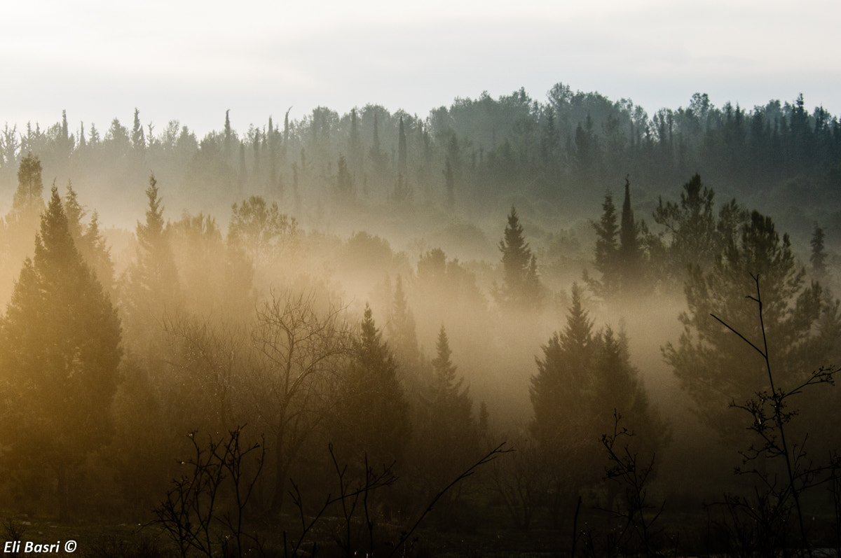 Nikon D300S sample photo. The foggy forest photography