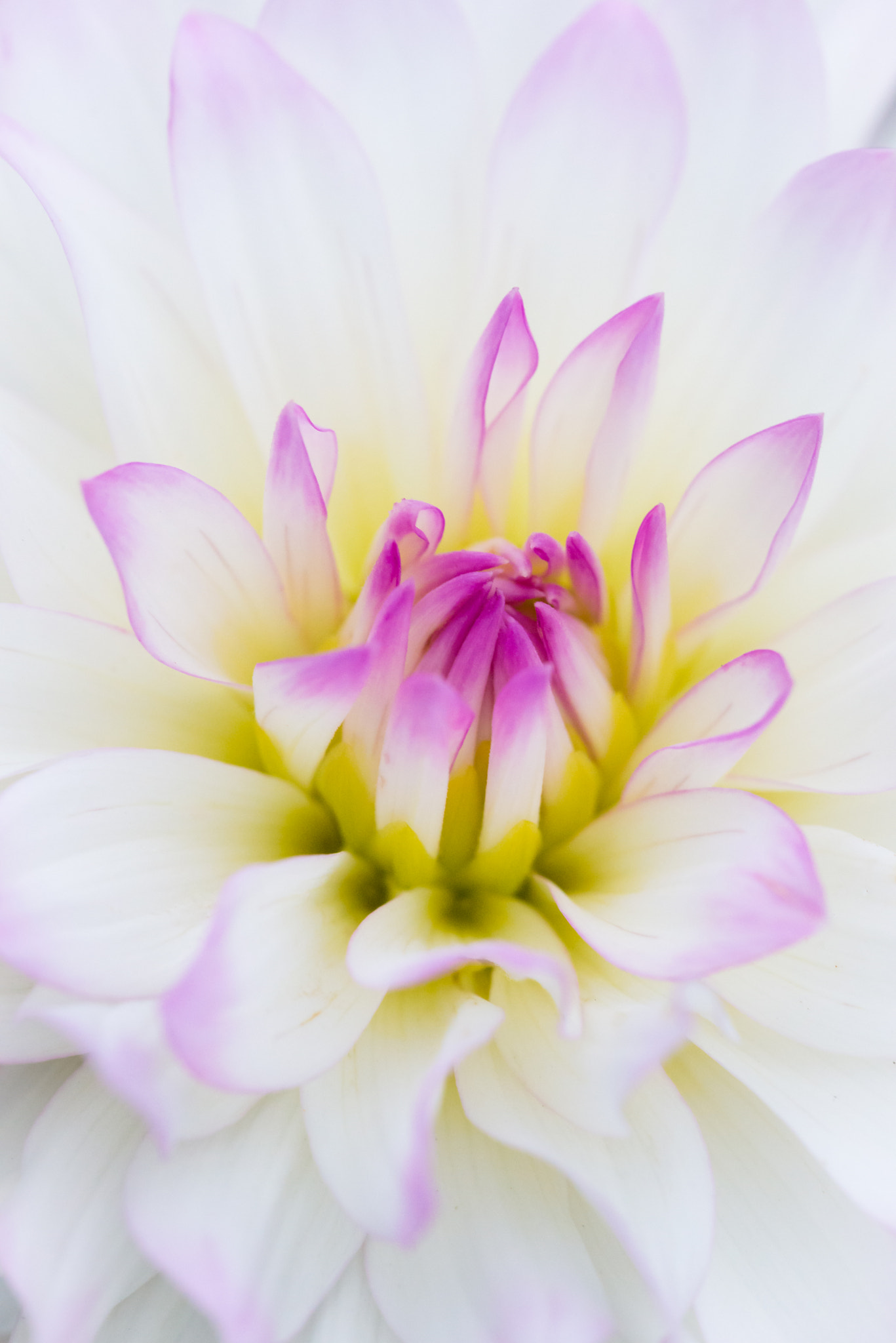 Sigma 150mm F2.8 EX DG Macro HSM sample photo. Soft colors photography