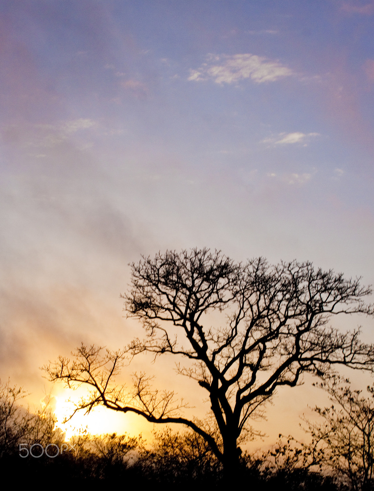 Canon EF-S 18-55mm F3.5-5.6 IS sample photo. Tree at sunset photography