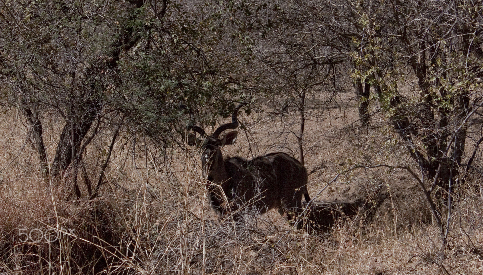 Canon EF-S 18-55mm F3.5-5.6 IS sample photo. Waterbuck photography