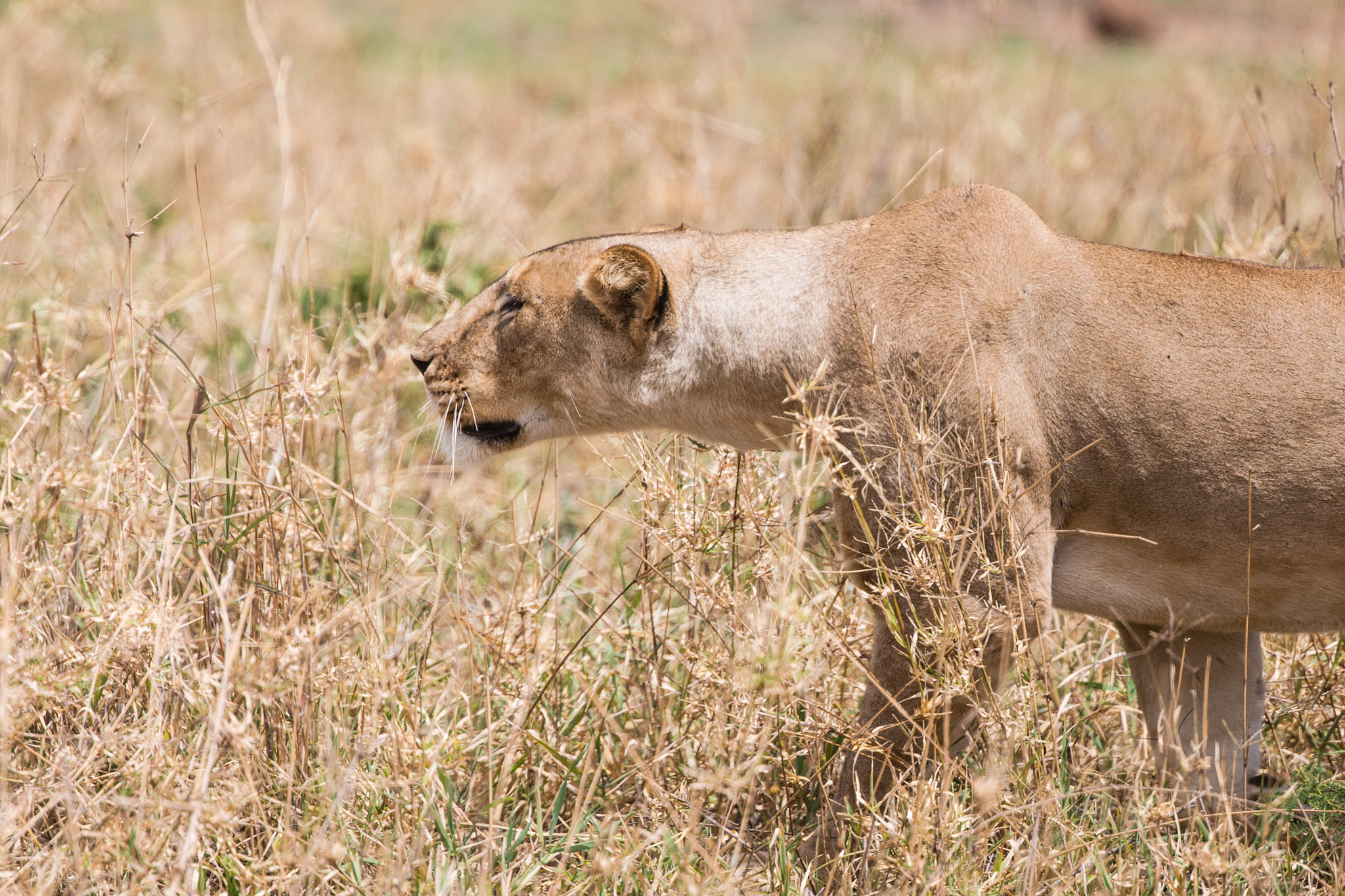 Canon EF 400mm F4 DO IS II USM sample photo. Stealthy photography