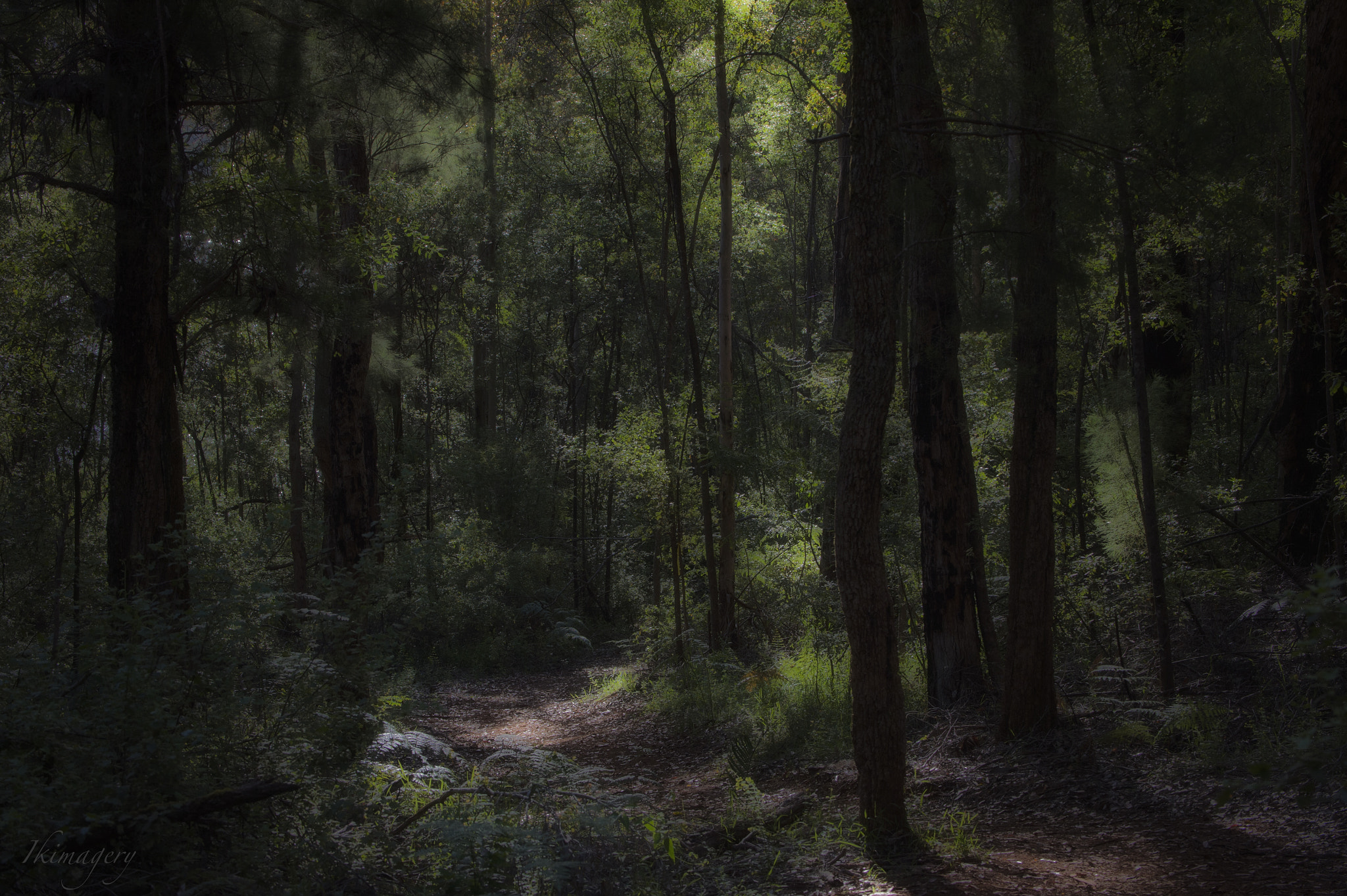 Nikon D4 sample photo. Valleypathway to ....... photography